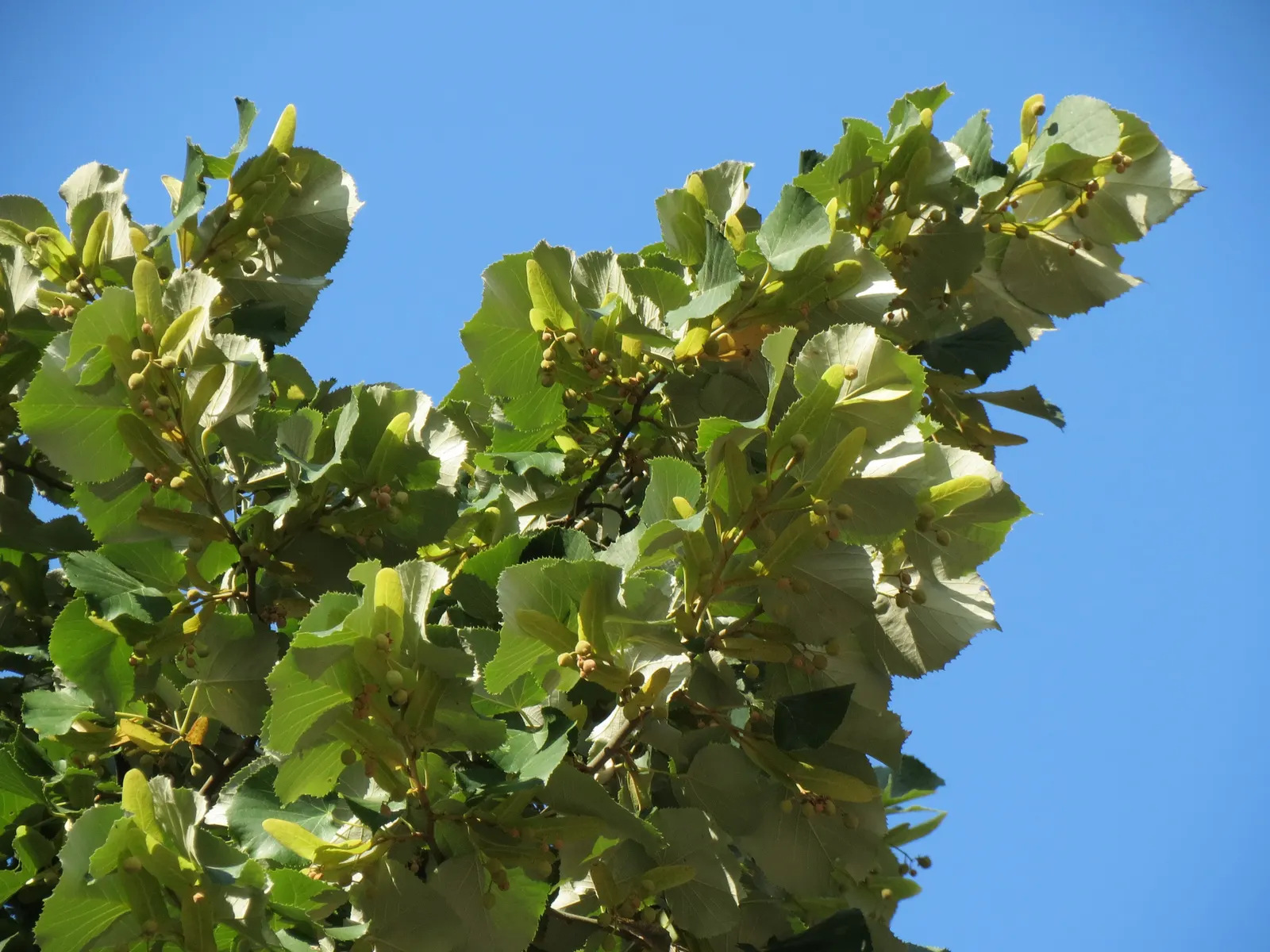 Silver Linden (Tilia Tomentosa) — Foliage turns to a delightful yellow in the fall, granting the landscape an enticing seasonal display