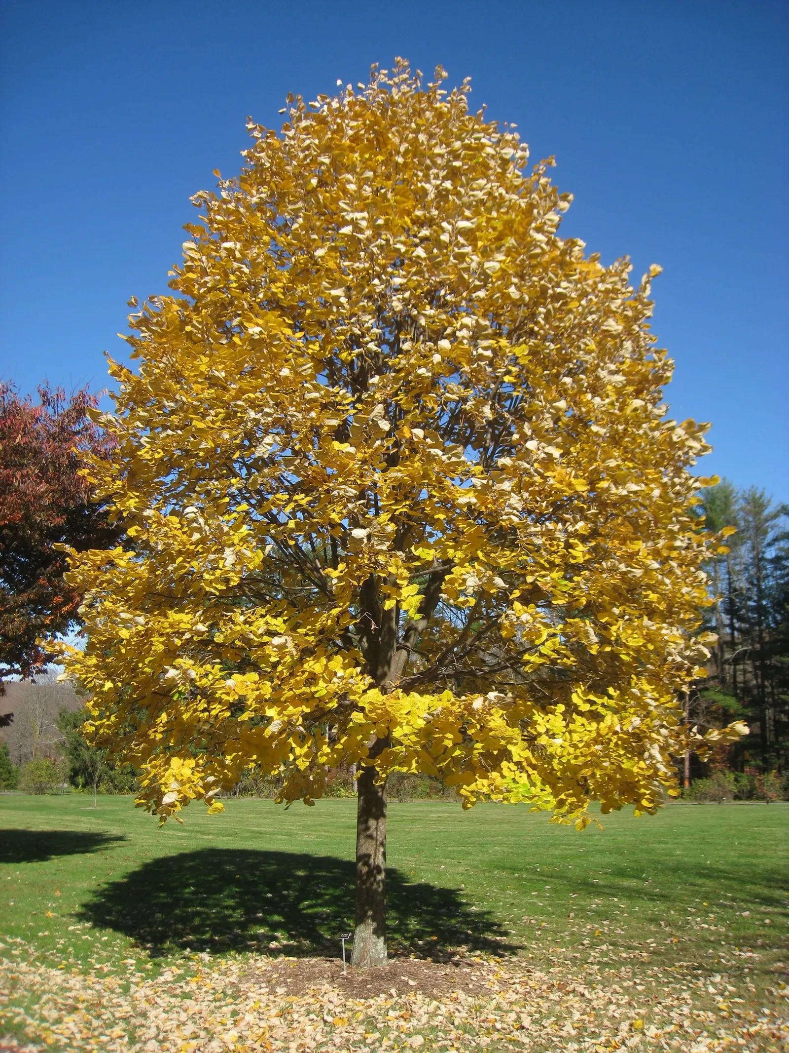 Silver Linden (Tilia Tomentosa) — with a distinctive silvery-white underside that provides a shimmering effect when the wind blows
