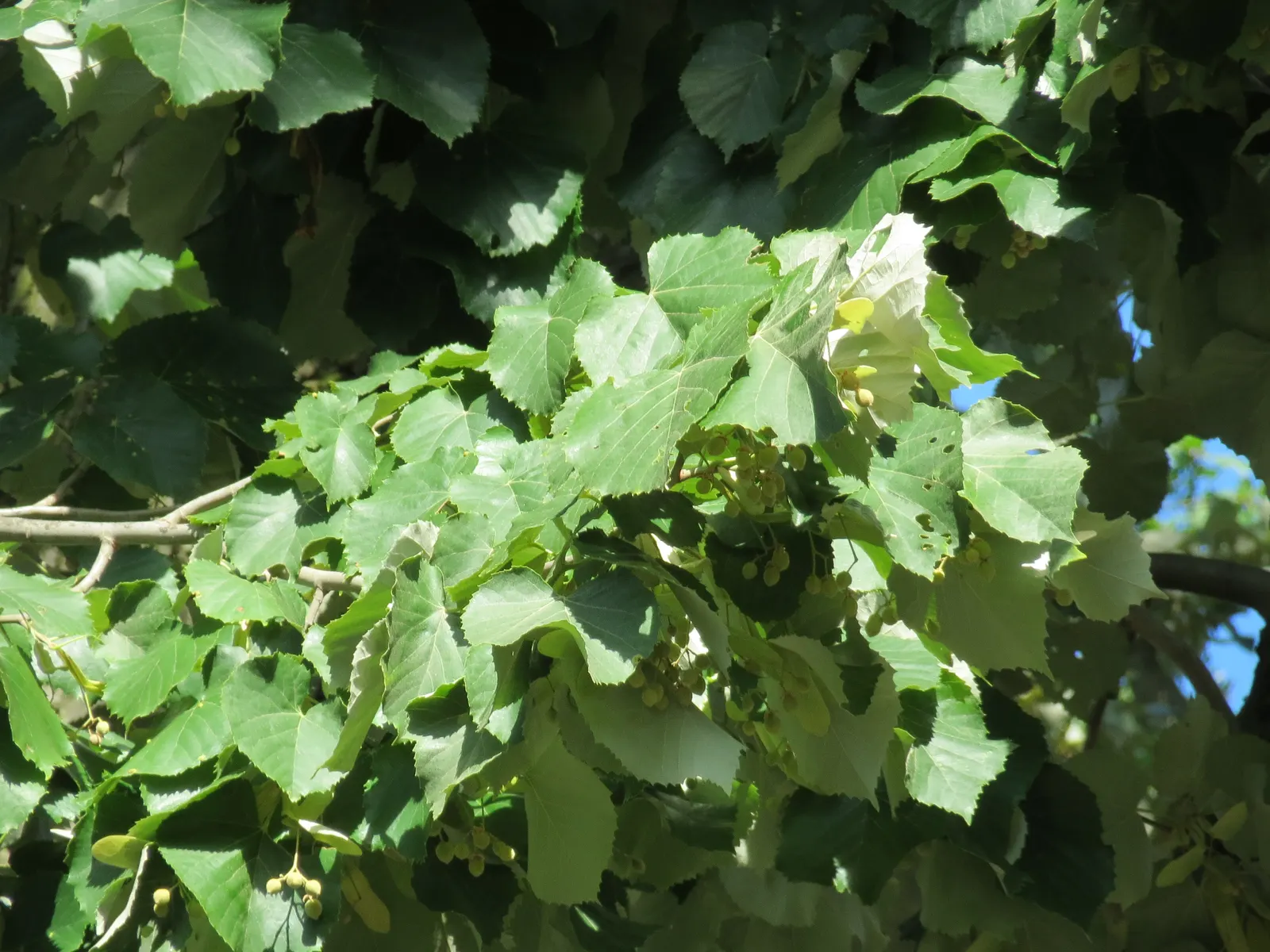Silver Linden (Tilia Tomentosa) — Fragrant yellowish blossoms adorn the tree in early summer, attracting pollinators; making it an excellent choice for a