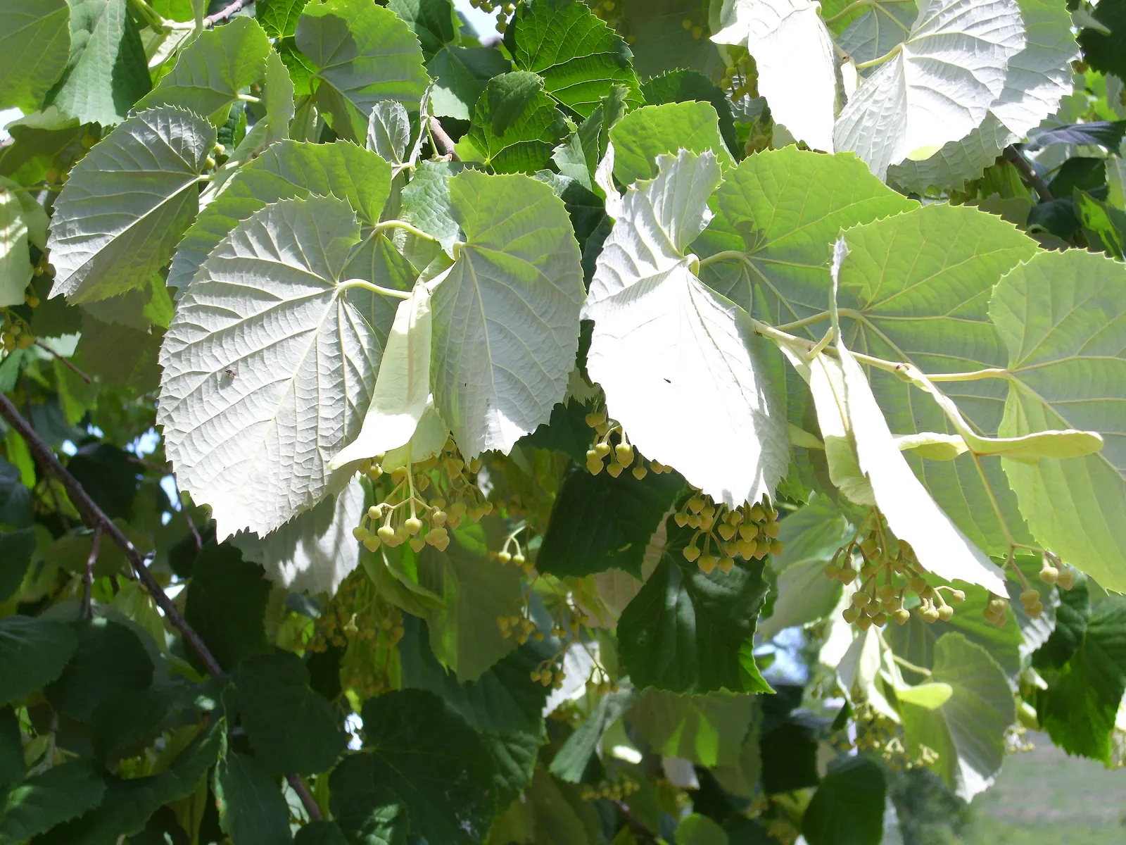 Silver Linden (Tilia Tomentosa) — is a majestic deciduous tree esteemed for its stately form and ornamental qualities; thriving in zones 4 through 7 and