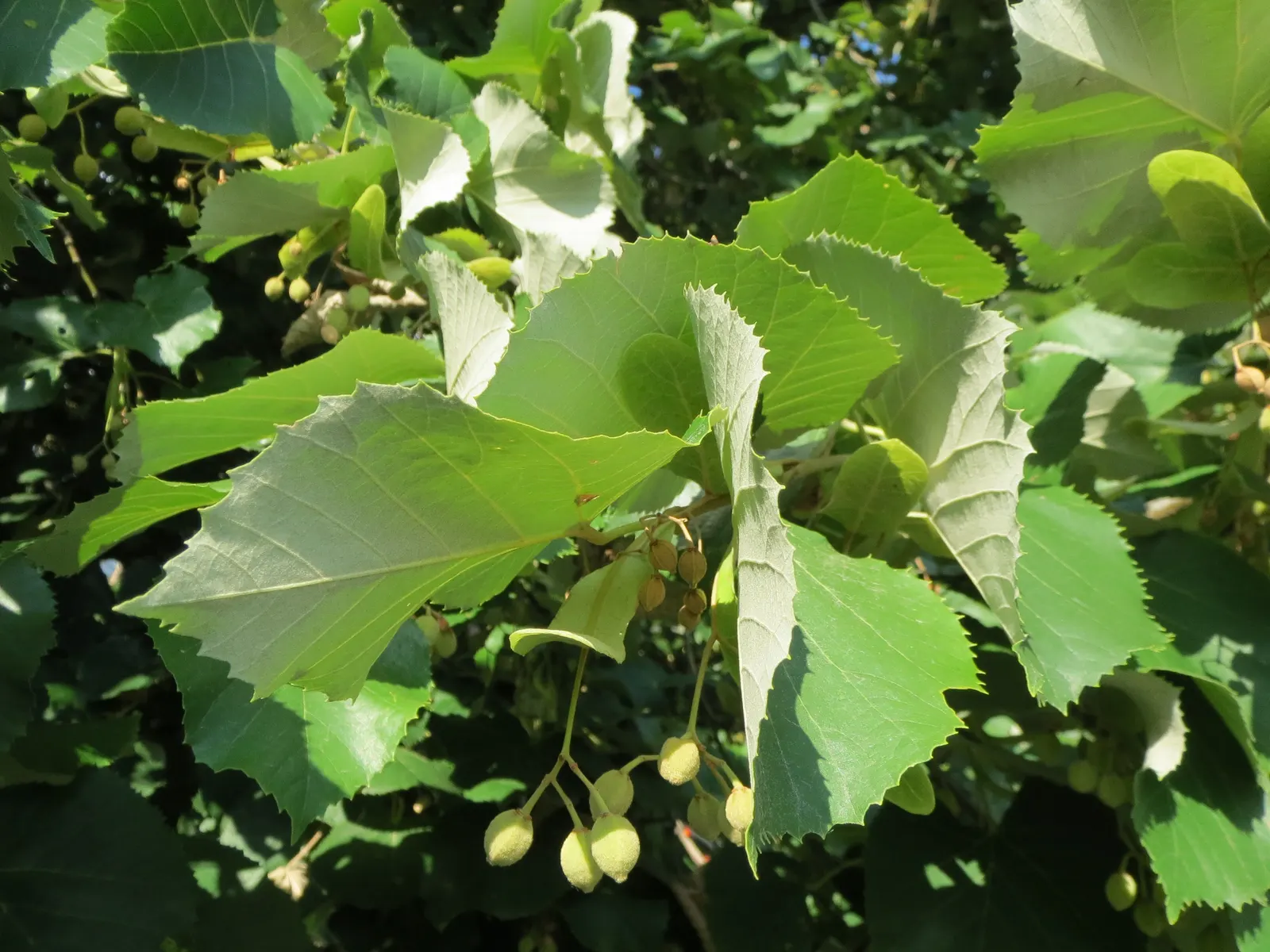 Silver Linden (Tilia Tomentosa) — making it an excellent choice for a landscape centerpiece or shade tree; it is adaptable to a variety of soil conditions