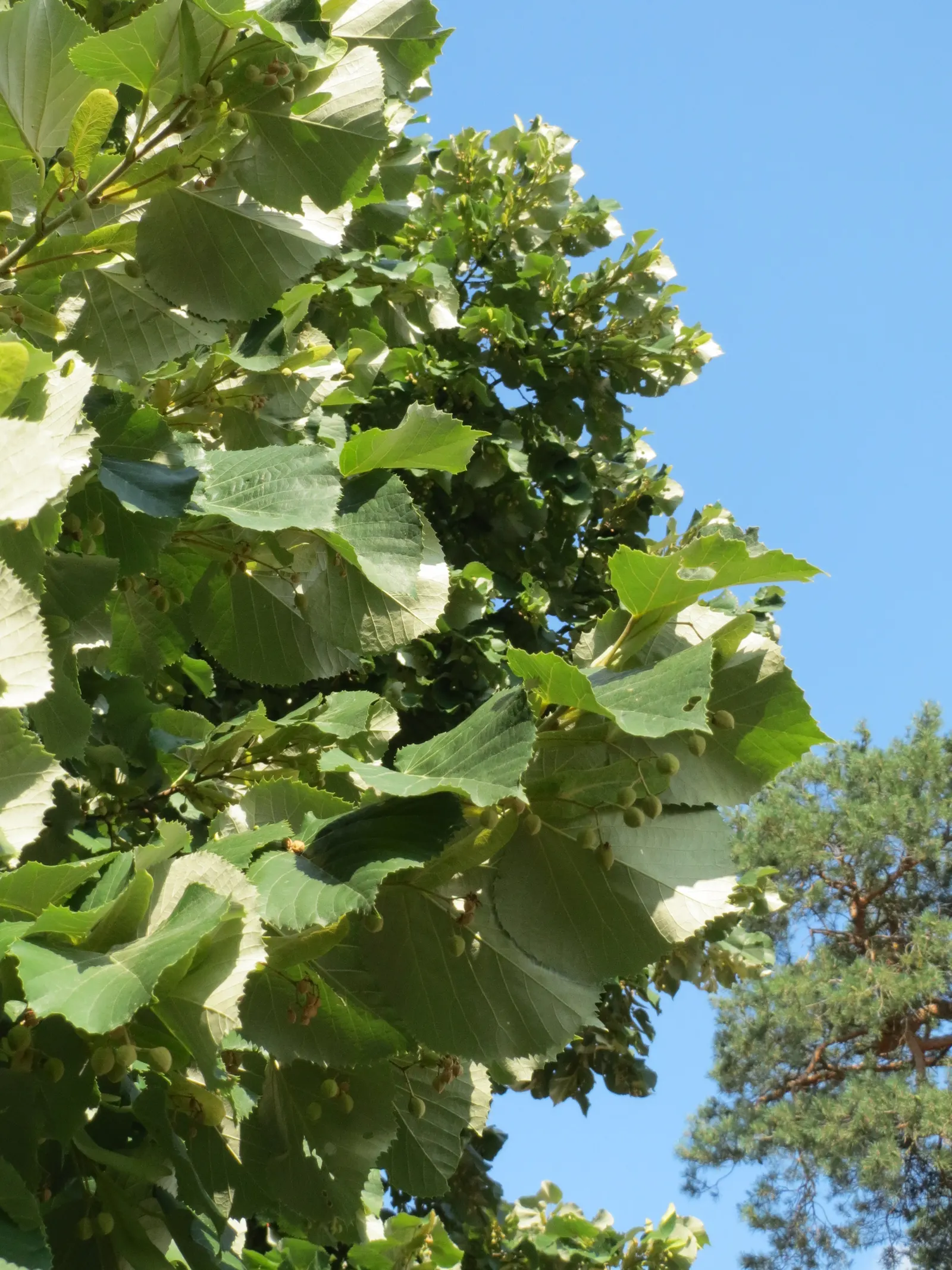 Silver Linden (Tilia Tomentosa) — Regular watering is necessary for young trees; this species typically reaches heights of 50 to 70 feet, with a, image 61
