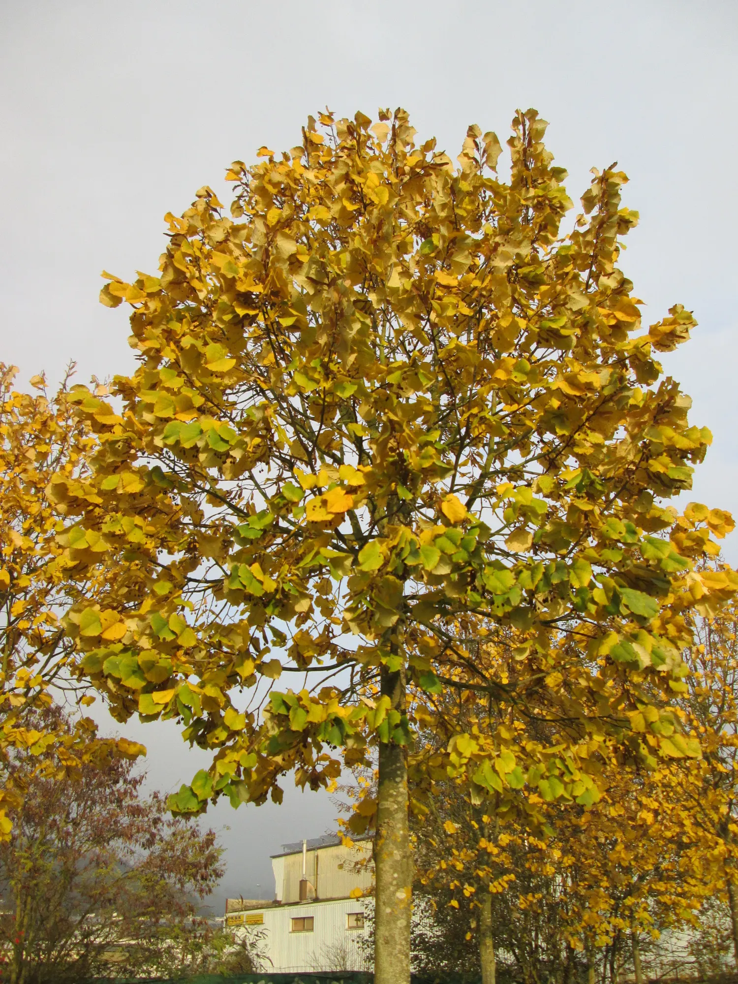Silver Linden (Tilia Tomentosa) — Regular watering is necessary for young trees; this species typically reaches heights of 50 to 70 feet, with a spread of 30