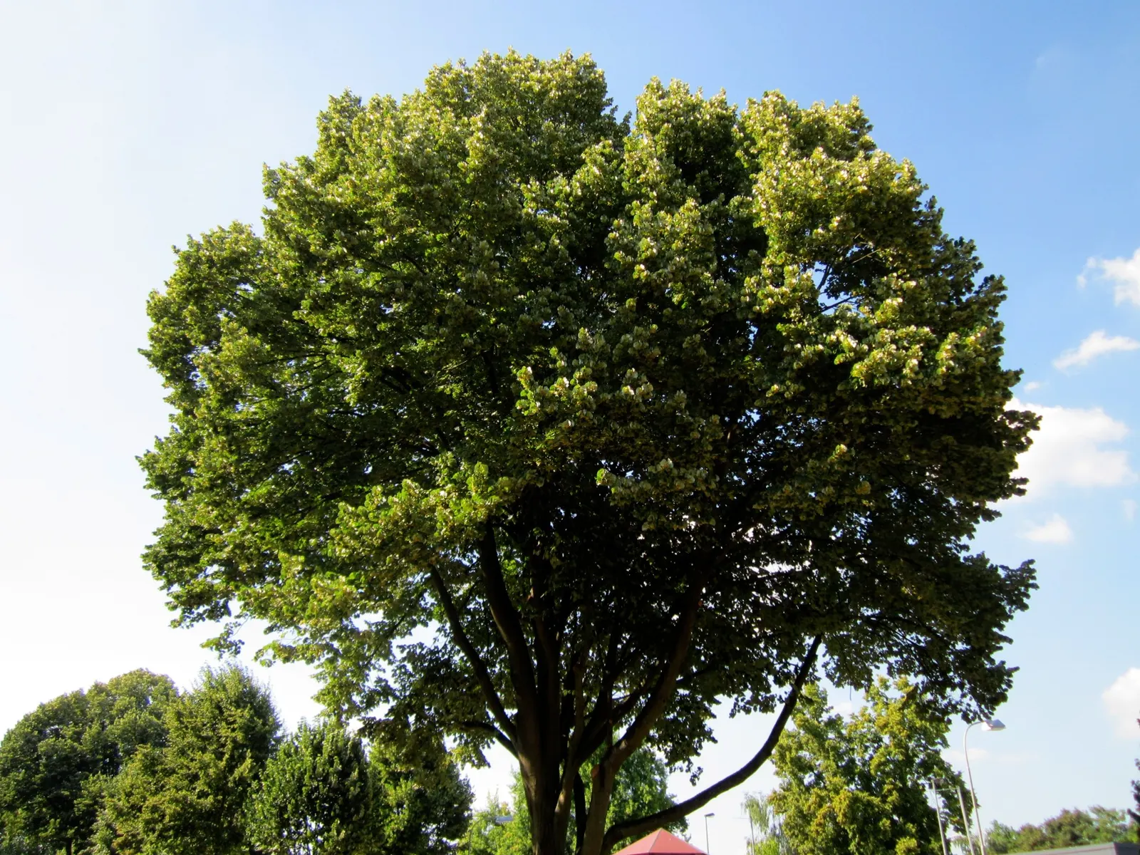 Silver Linden (Tilia Tomentosa) — The Silver Linden (Tilia tomentosa) is a stately deciduous tree