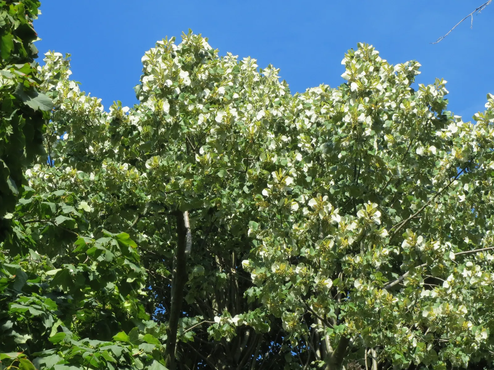 Silver Linden (Tilia Tomentosa) — its heart-shaped leaves boast a shimmering silver underside