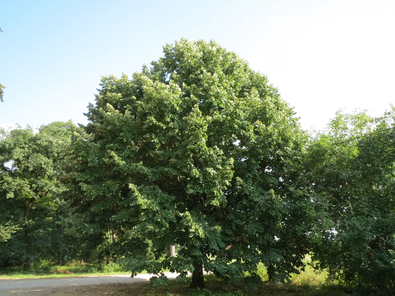 Silver Linden (Tilia Tomentosa) — the Silver Linden is relatively drought-tolerant; prune as needed to maintain shape and remove any dead or damaged, image 62