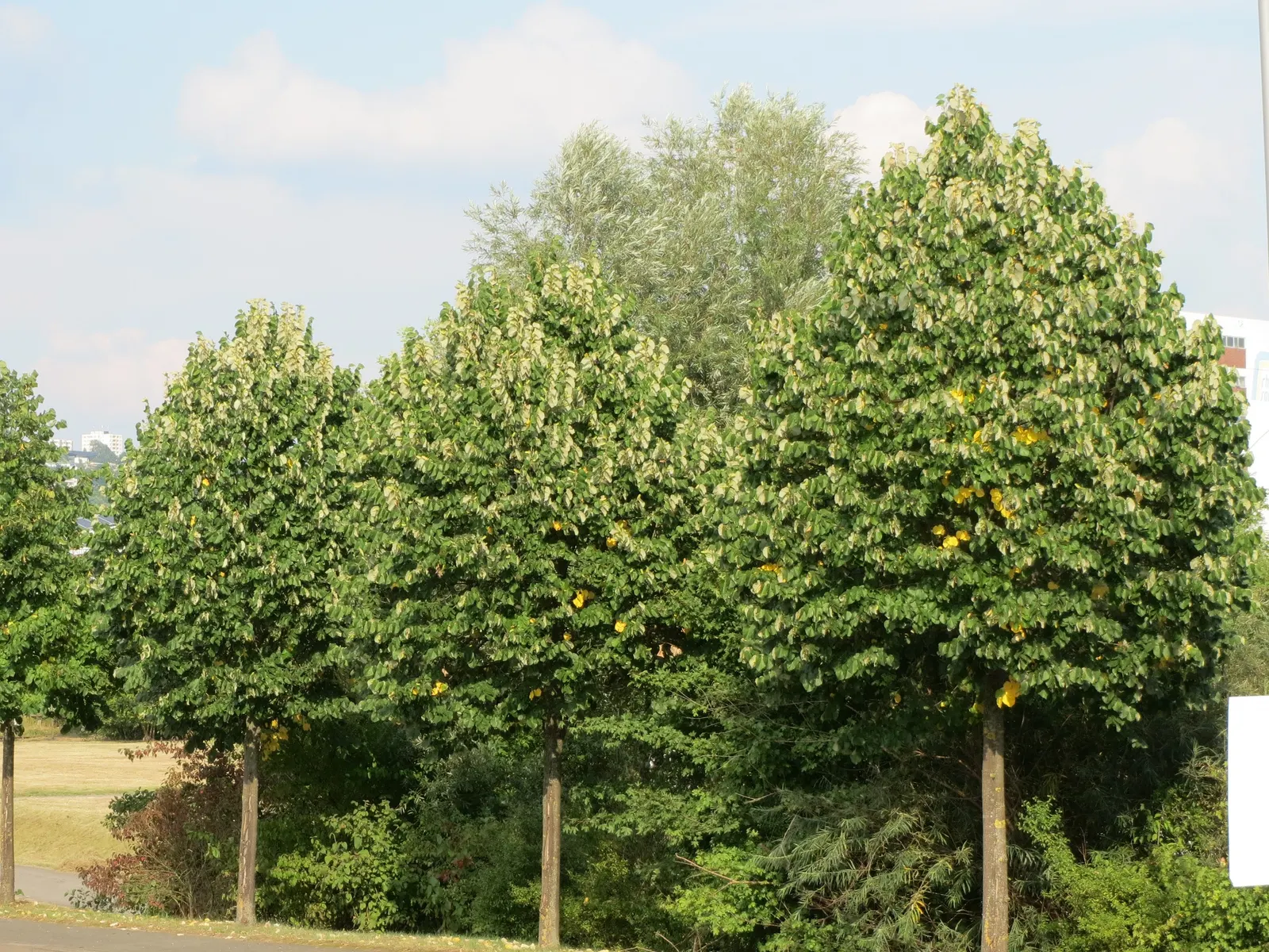 Silver Linden (Tilia Tomentosa) — Its non-invasive root system also makes it a considerate neighbor to nearby hardscapes and plantings.<br>; tree with yellow
