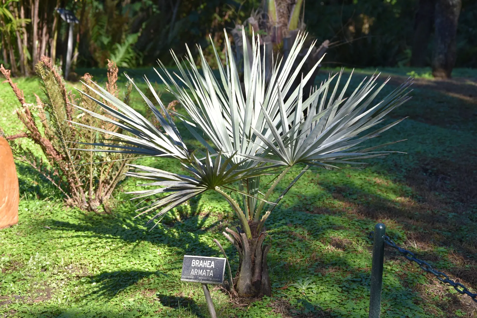 Clara Blue Palm (Brahea Armata 'Clara') — captivates with striking silvery-blue fronds