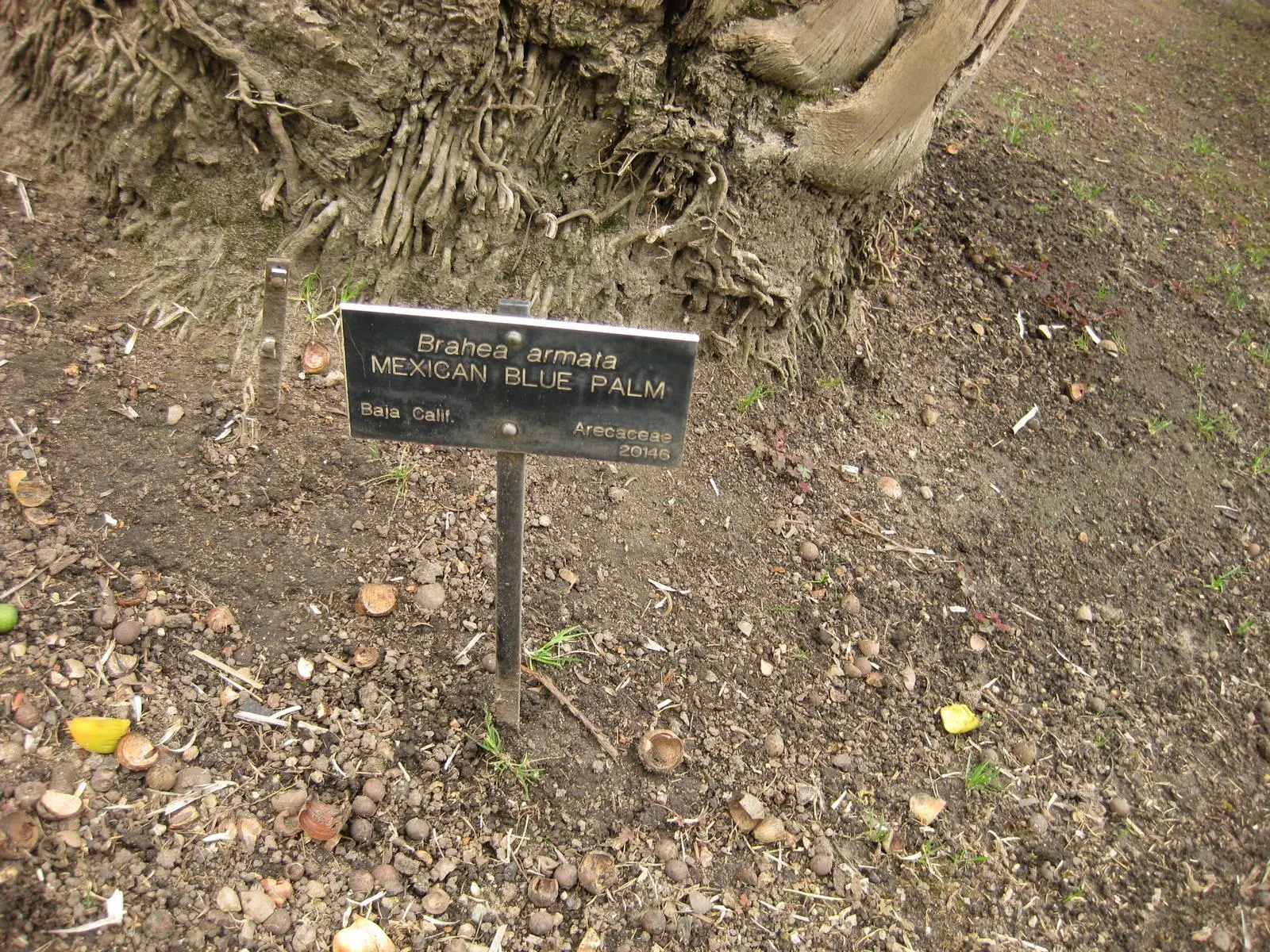 Clara Blue Palm (Brahea Armata 'Clara') — commonly known as Clara Blue Palm