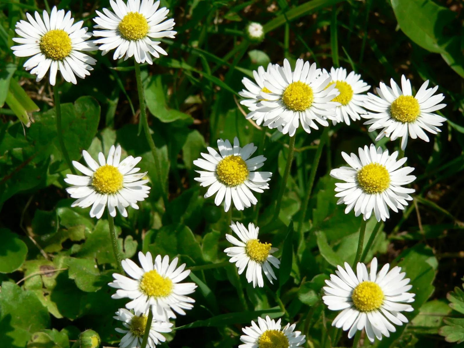 English Daisy (Bellis Perennis) — scientifically known as Bellis perennis