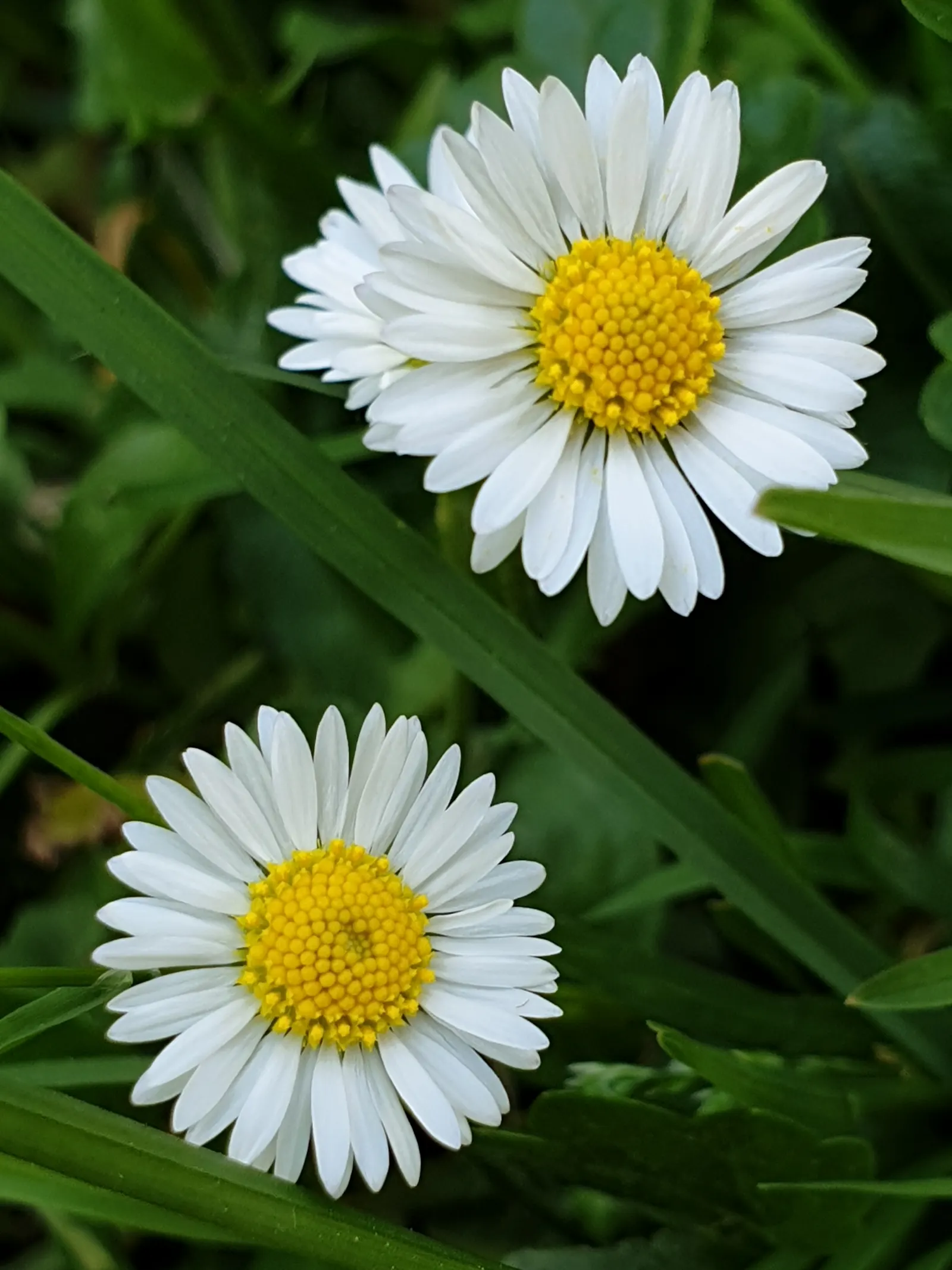 English Daisy (Bellis Perennis) — it thrives in full sun to partial shade