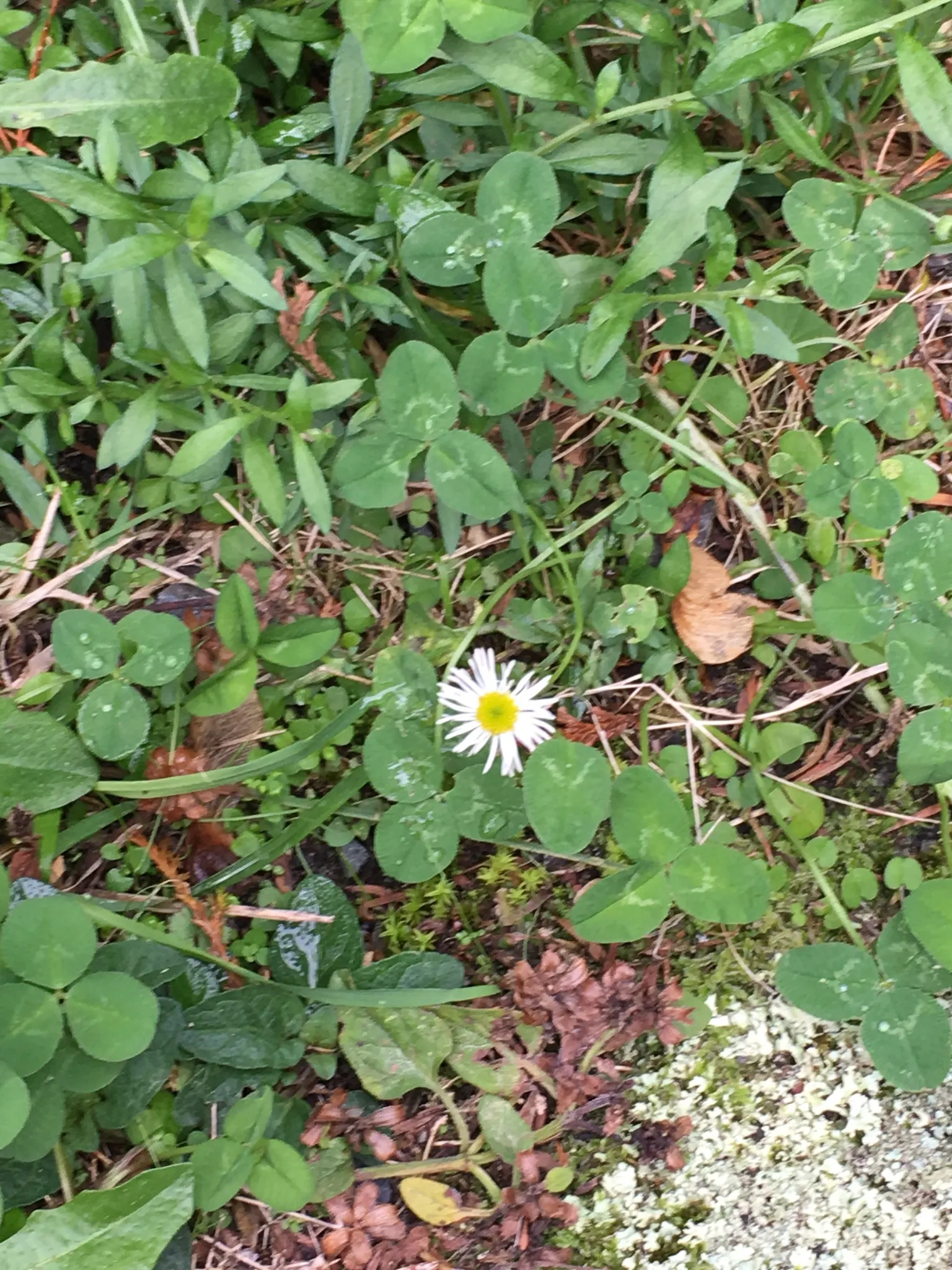 English Daisy (Bellis Perennis) — with flower stems extending upwards to 3-6 inches tall.<br><br>Flower heads are composed of white ray florets; is a charming