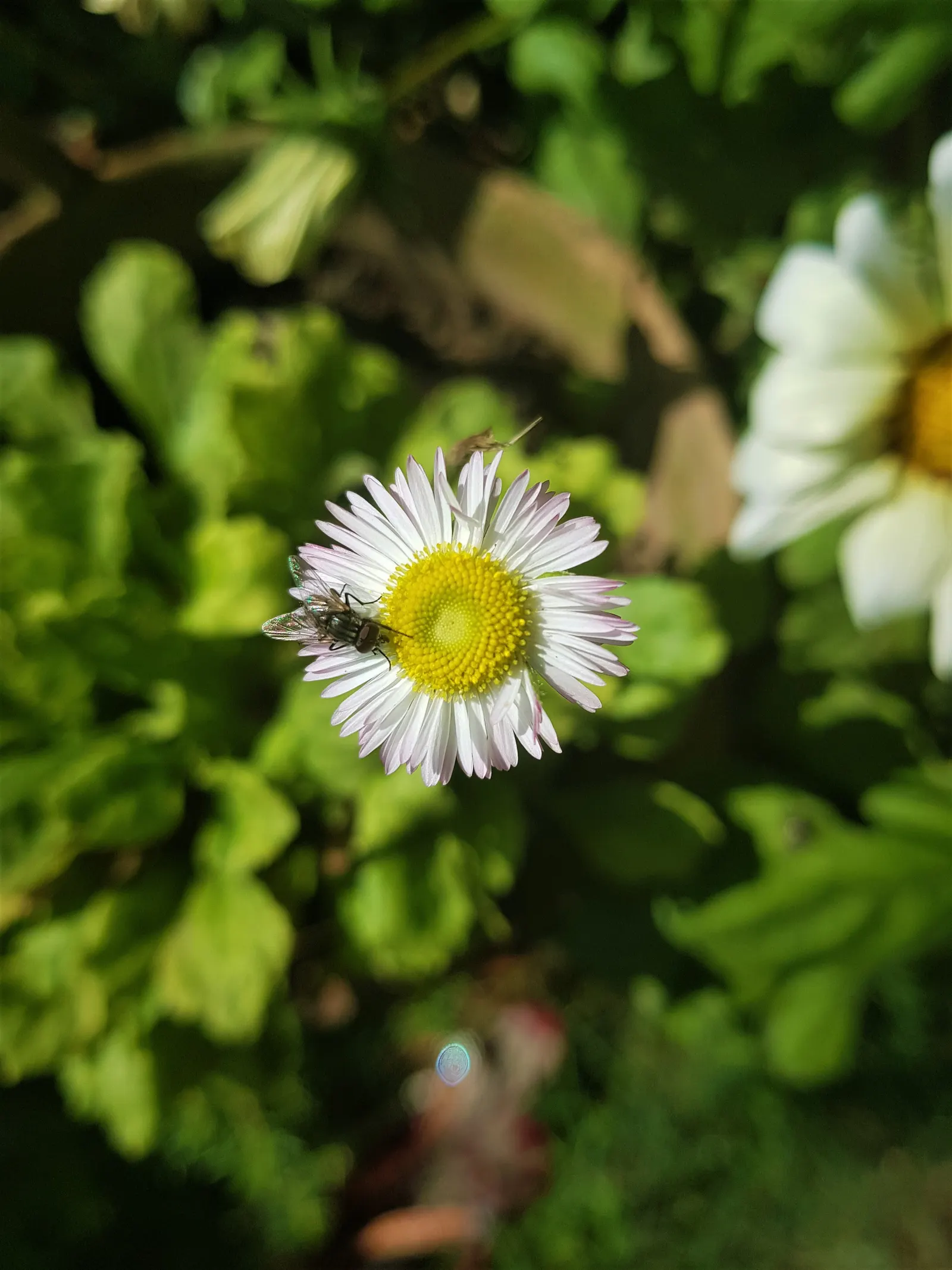 English Daisy (Bellis Perennis) — adding a lively dimension to the landscape for the client to enjoy; typically 1-2 inches in diameter