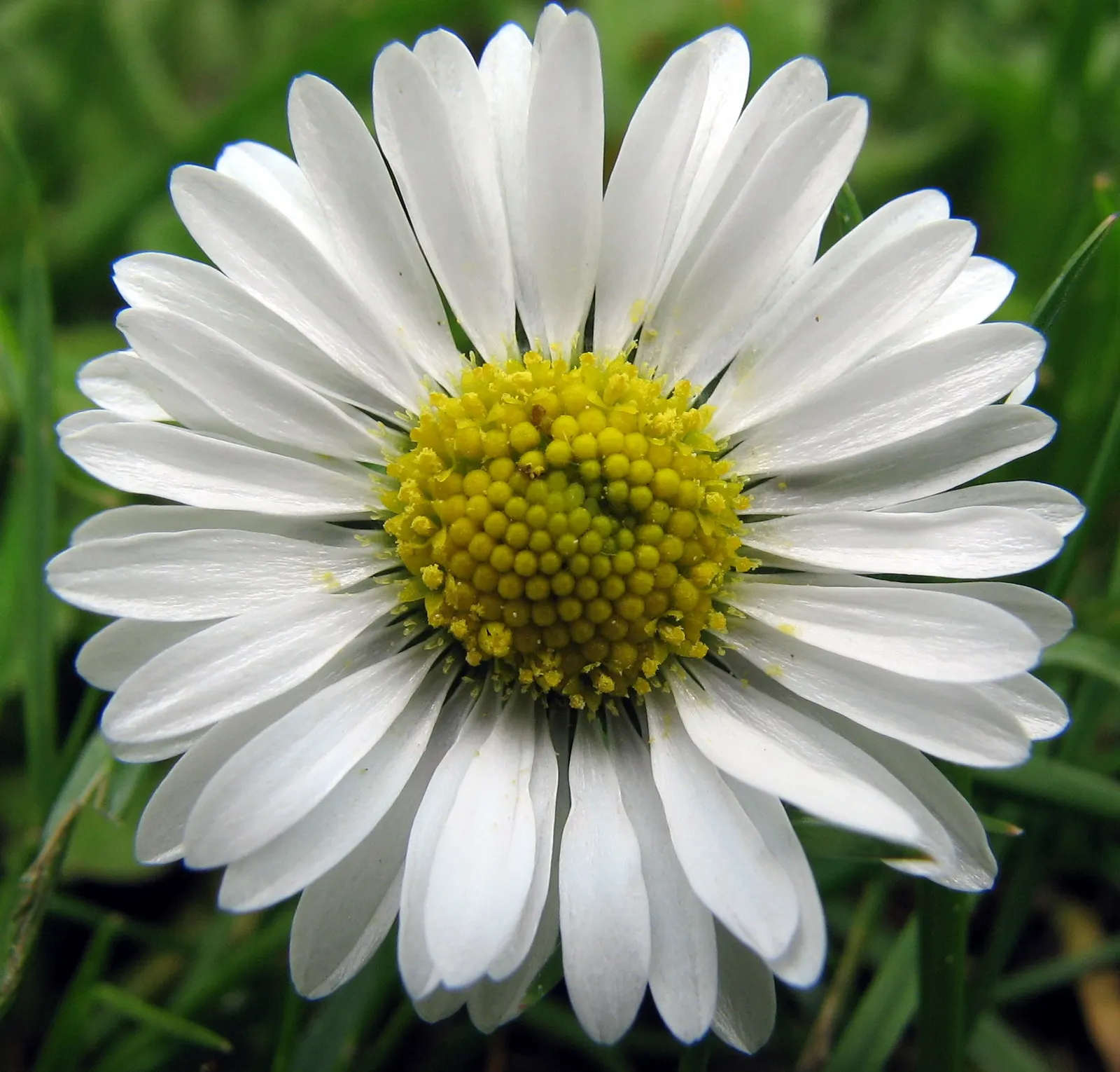 English Daisy (Bellis Perennis) — with flower stems extending upwards to 3-6 inches tall.<br><br>Flower heads are composed of white ray florets; is, image 98