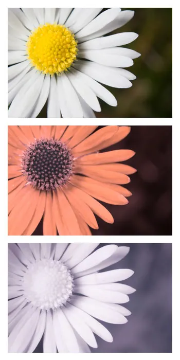 English Daisy (Bellis Perennis) — scientifically known as Bellis perennis; is a charming perennial ground cover that is native to western, image 94