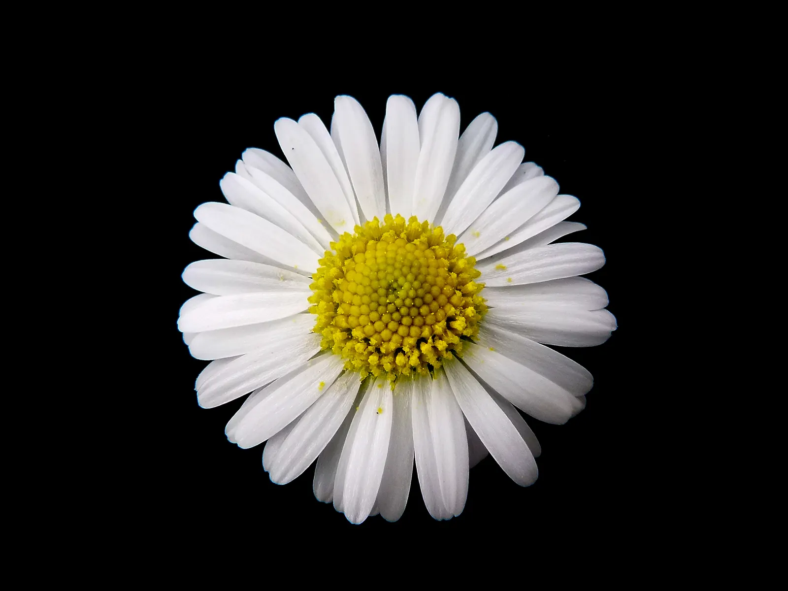 English Daisy (Bellis Perennis) — annual for full or half; adding a lively dimension to the landscape for the client to enjoy, image 84