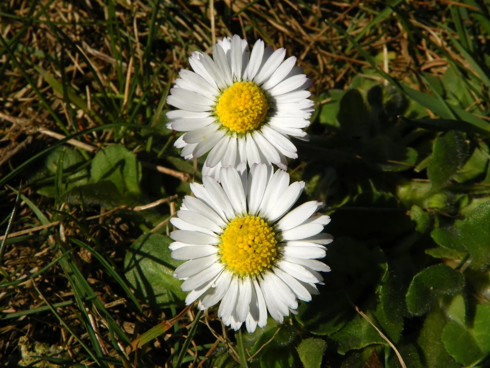 English Daisy (Bellis Perennis) — or even softening the edges of borders; they could potentially bloom all year round, image 79