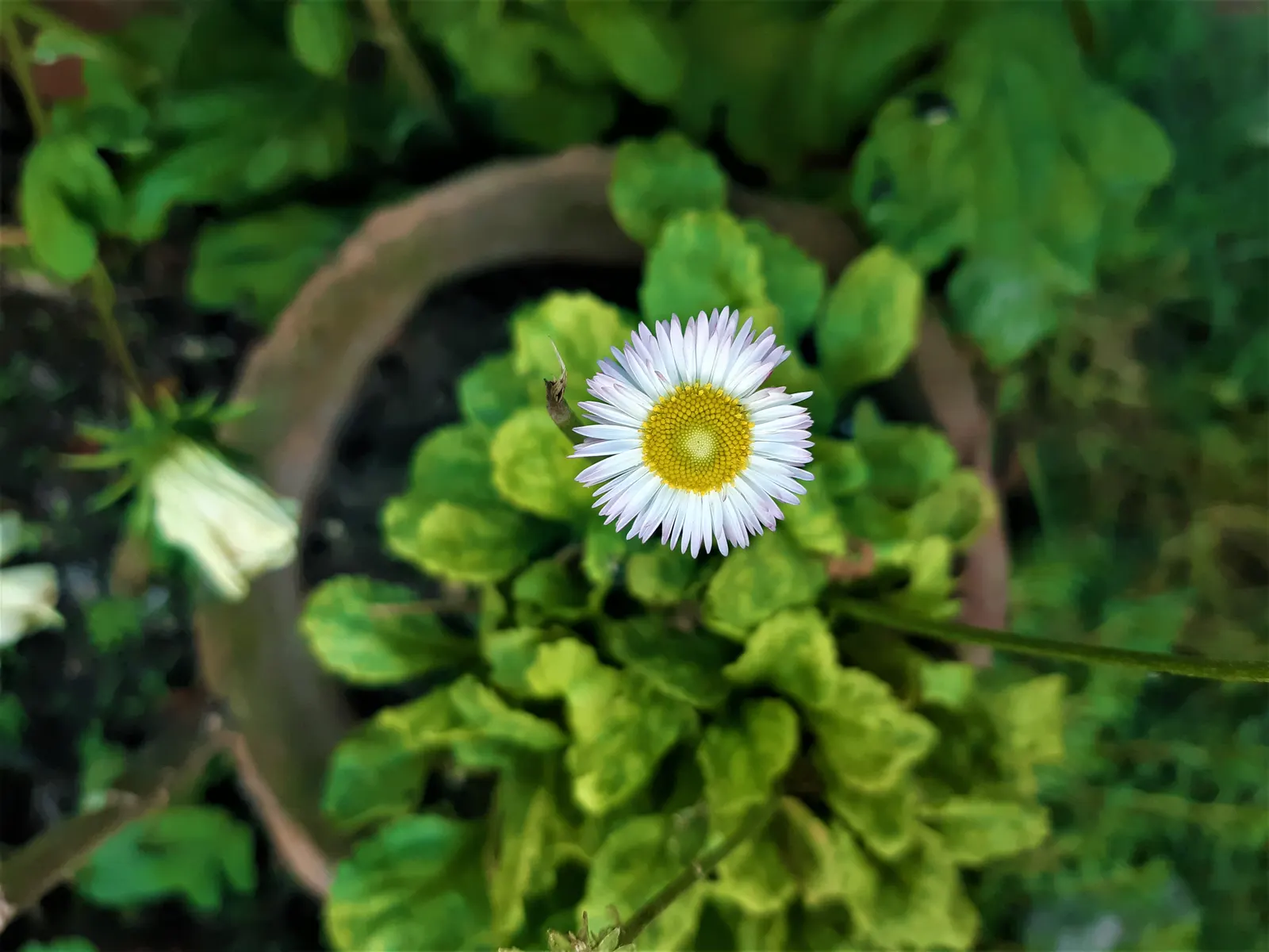English Daisy (Bellis Perennis) — Suited for USDA zones 4-8; is a charming perennial ground cover that is native to western, image 62