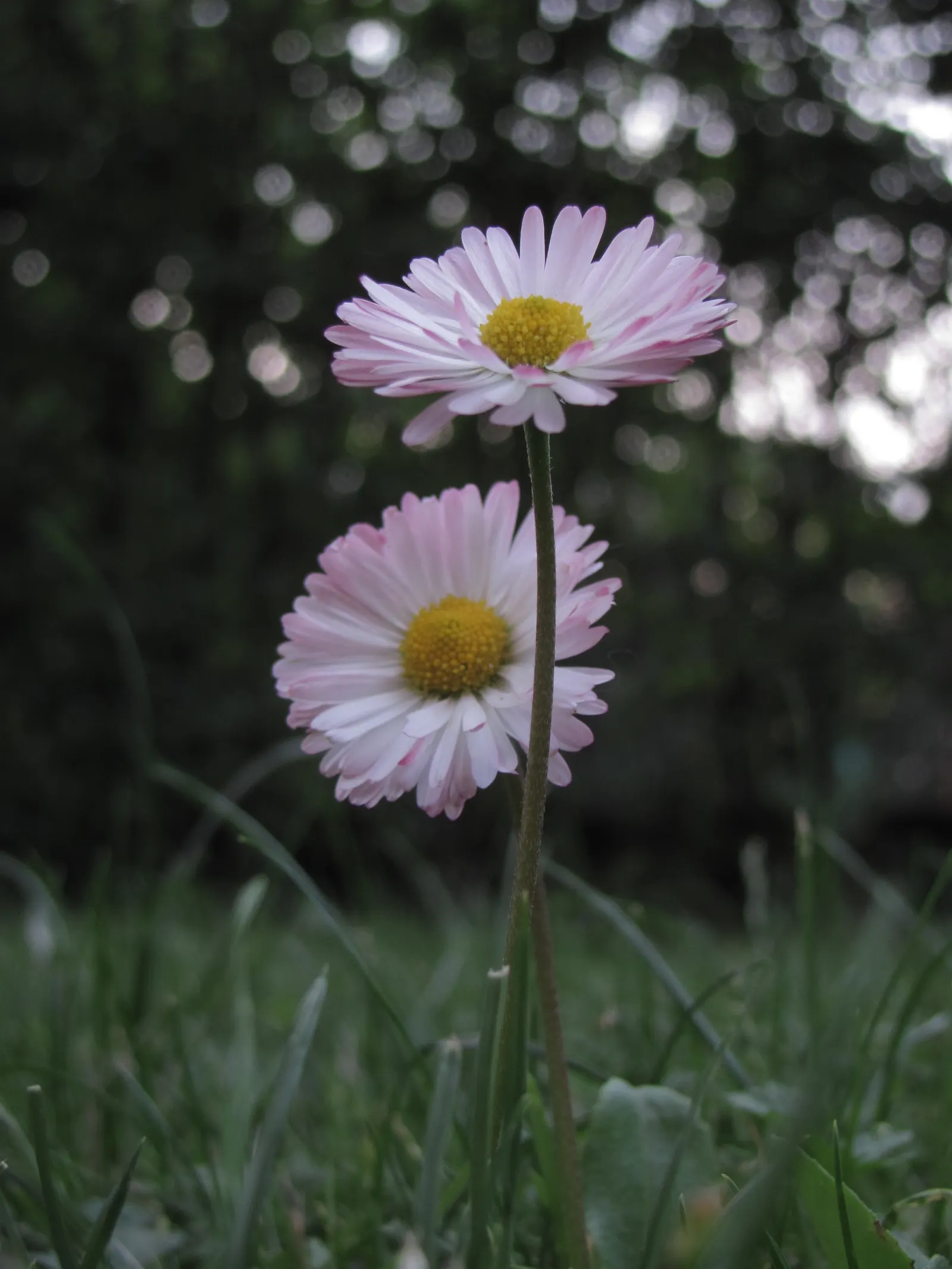 English Daisy (Bellis Perennis) — it is imperative to consider its preference for cool; adding a lively dimension to the landscape for the client to enjoy