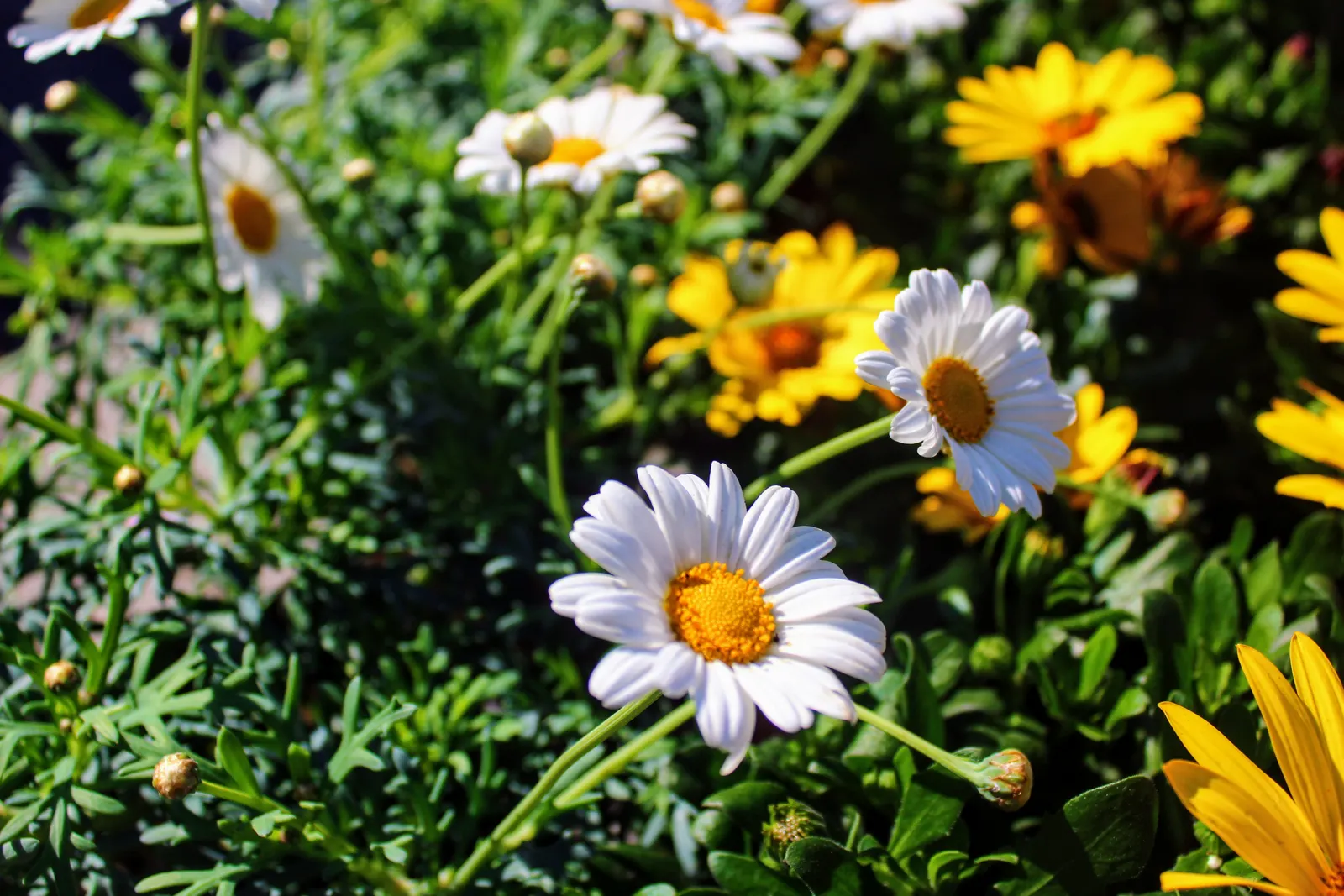 English Daisy (Bellis Perennis) — This European native flaunts cheery; they could potentially bloom all year round