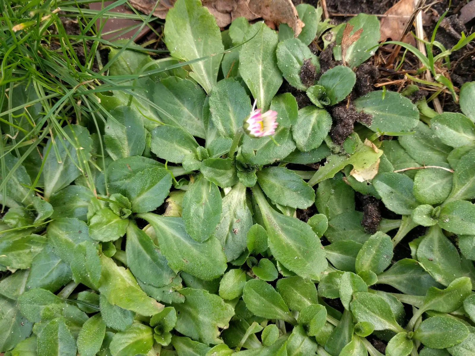 English Daisy (Bellis Perennis) — The foliage typically remains close to the ground at a height of 1-2 inches; typically 1-2 inches in diameter, image 69