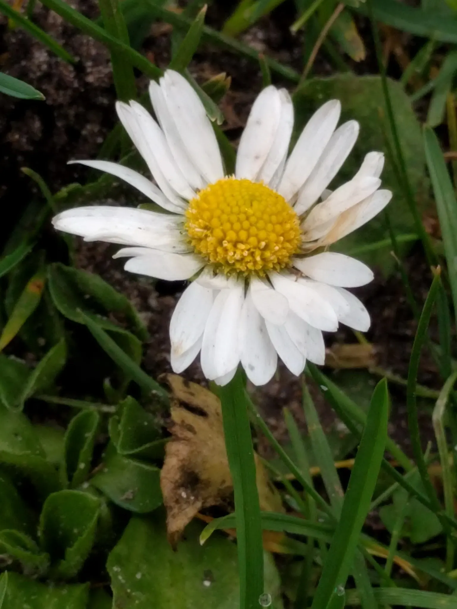 English Daisy (Bellis Perennis) — commonly known as the English Daisy