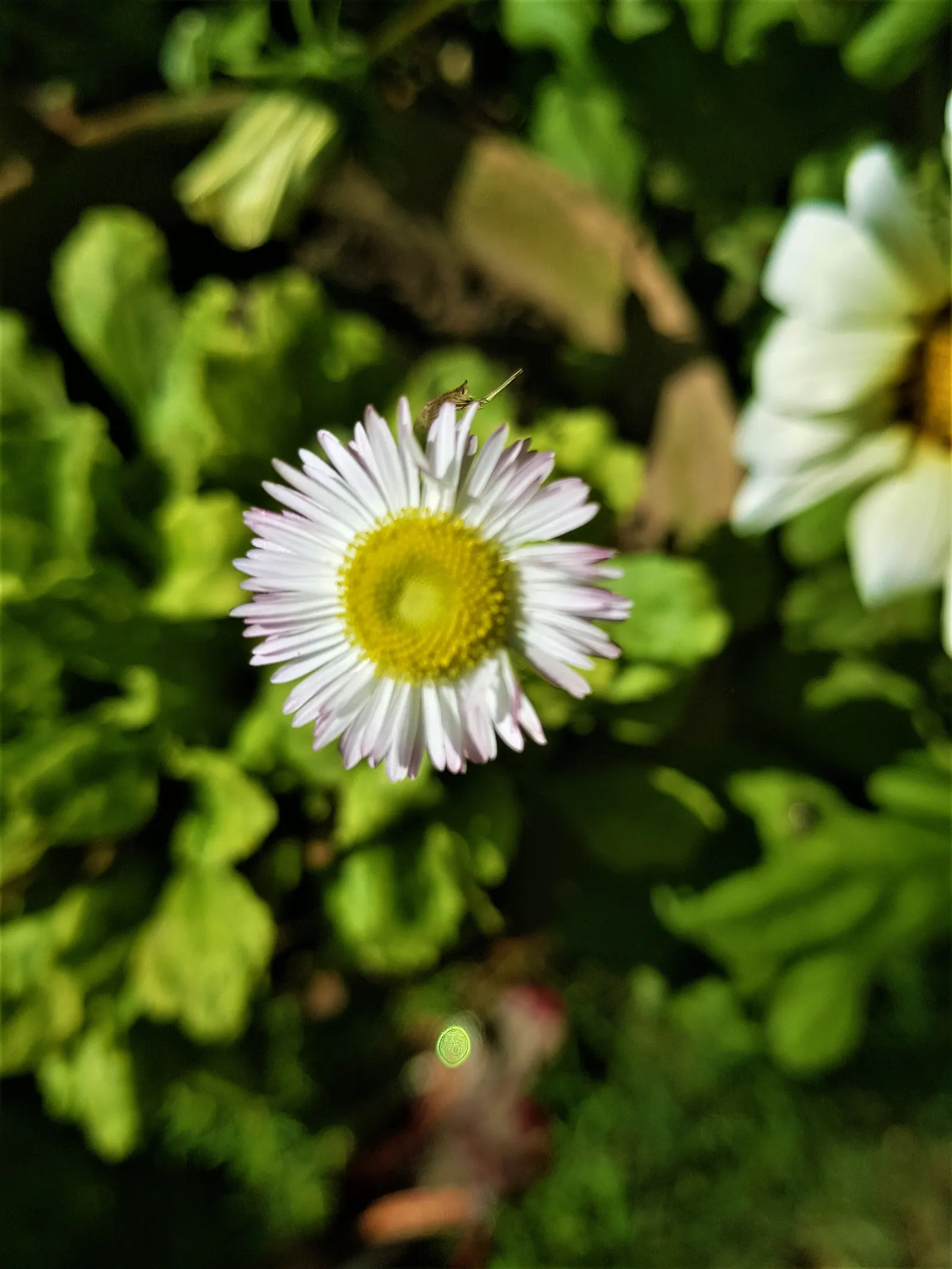 English Daisy (Bellis Perennis) — annual for full or half; adding a lively dimension to the landscape for the client to enjoy