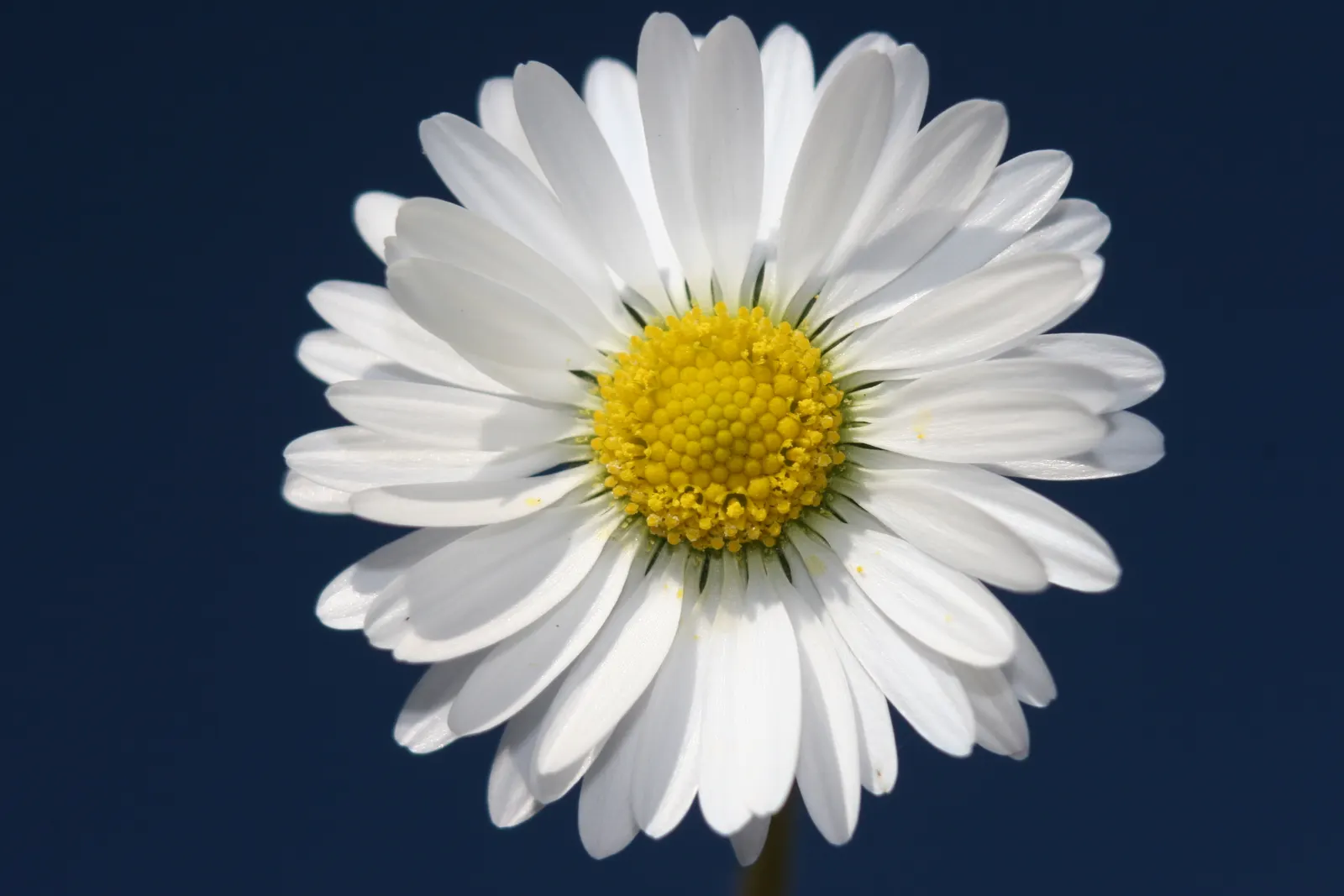 English Daisy (Bellis Perennis) — reaching 3-6 inches tall with a similar spread; adding a lively dimension to the landscape for the client to enjoy