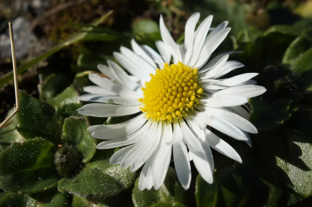 English Daisy (Bellis Perennis) — weather conditions permitting.<br><br>When incorporating this plant into a landscape design