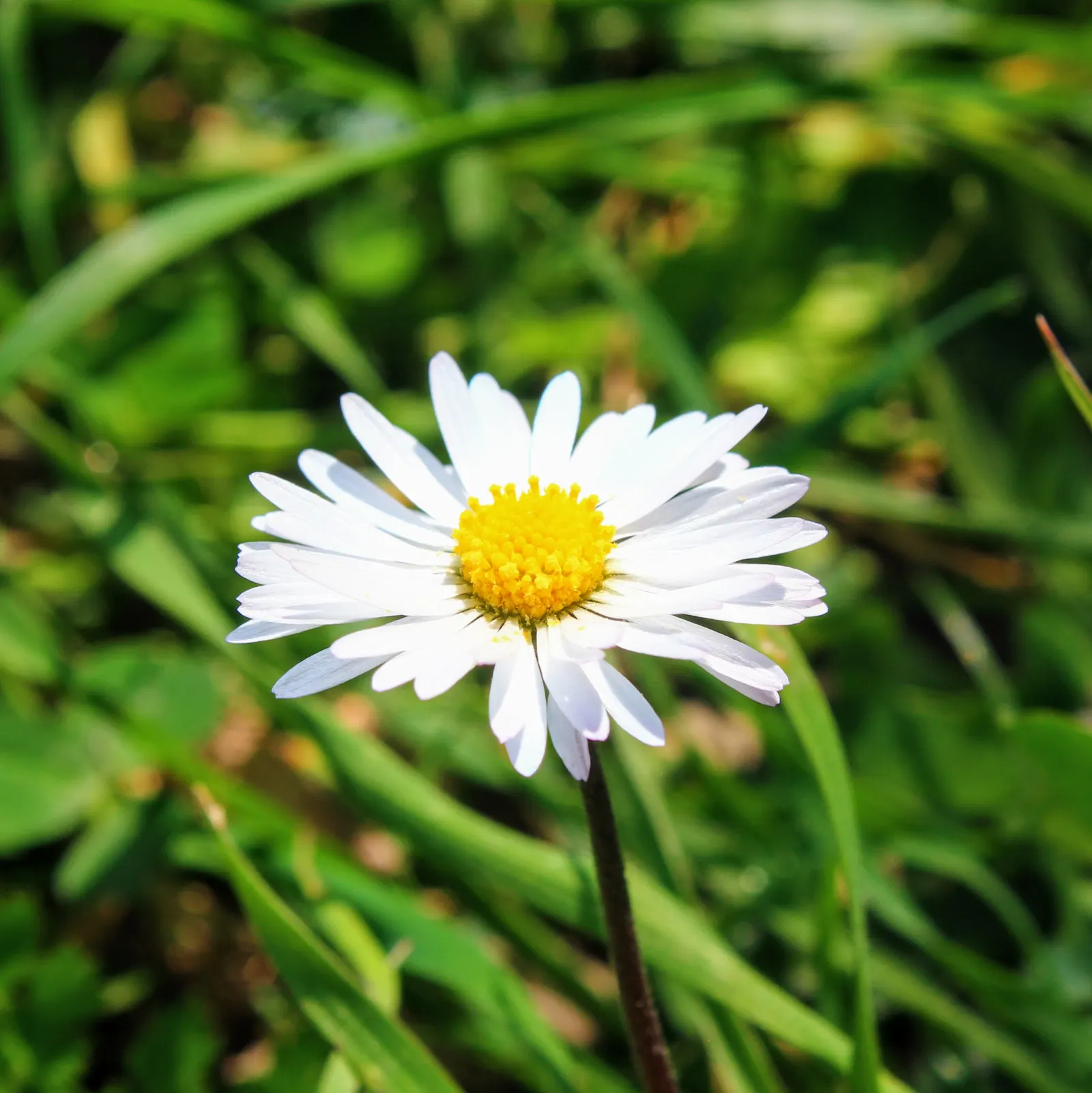 English Daisy (Bellis Perennis) — scientifically known as Bellis perennis; is a charming perennial ground cover that is native to western