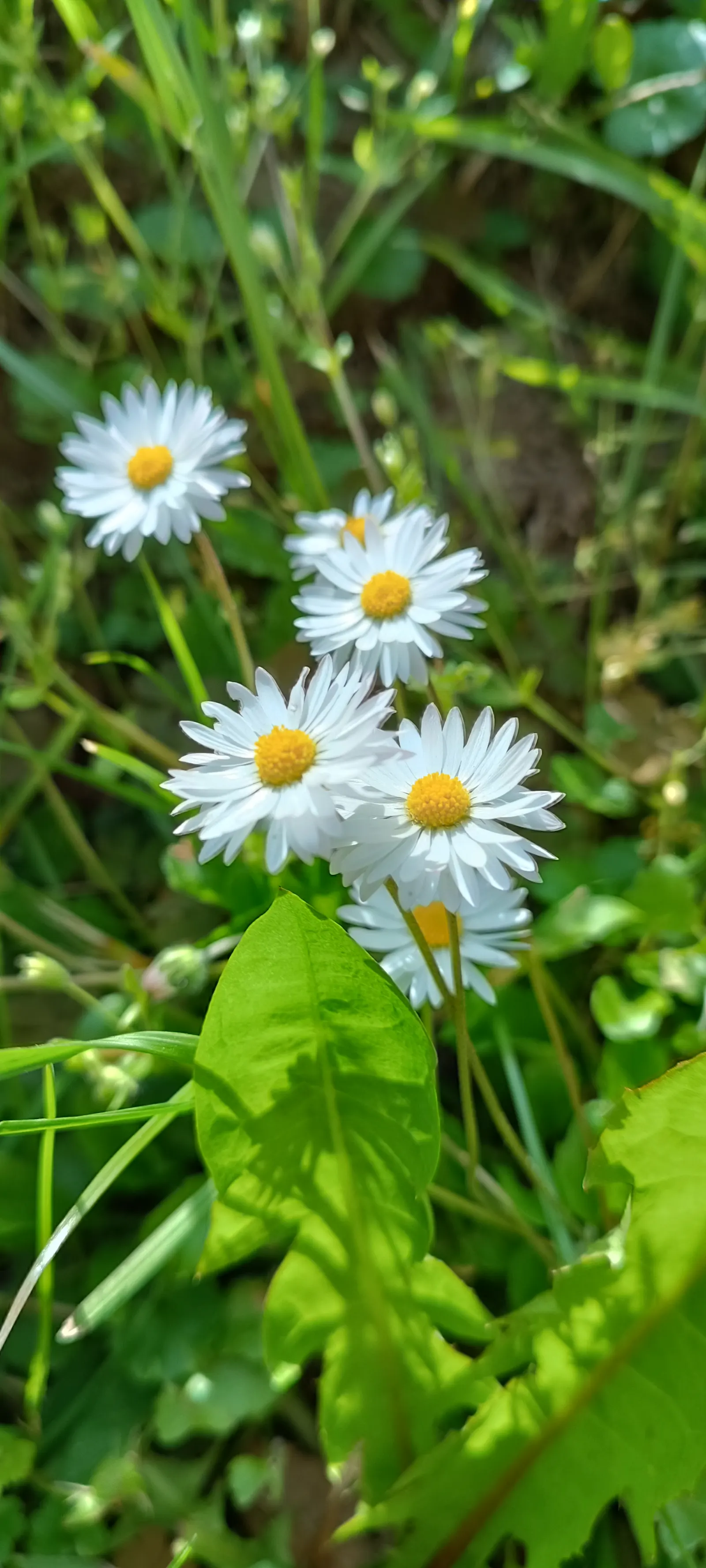 English Daisy (Bellis Perennis) — Blooms are modestly sized, commonly measuring 0.75-1.5 inches in diameter; adding a lively dimension to the landscape for the