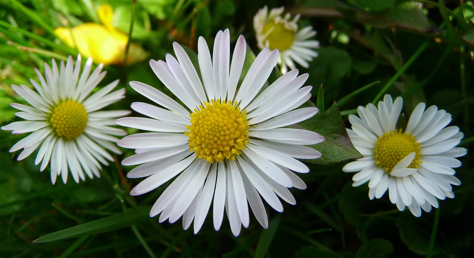 English Daisy (Bellis Perennis) — annual for full or half