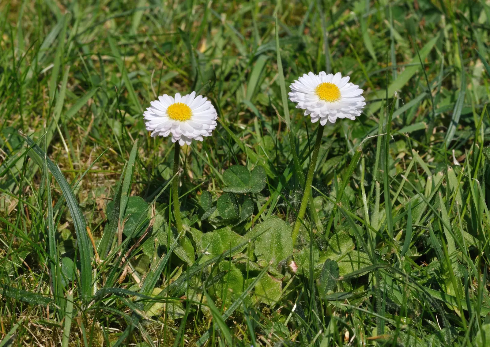 English Daisy (Bellis Perennis) — surrounding a bright yellow disc center; they could potentially bloom all year round, image 71