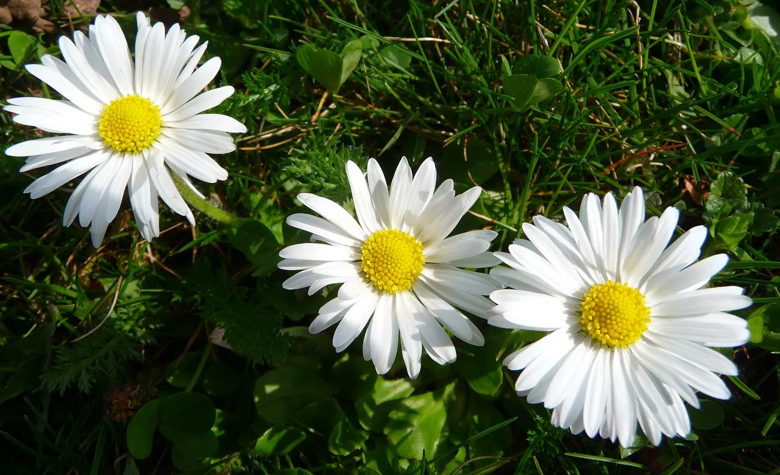 English Daisy (Bellis Perennis) — white flowers in the garden