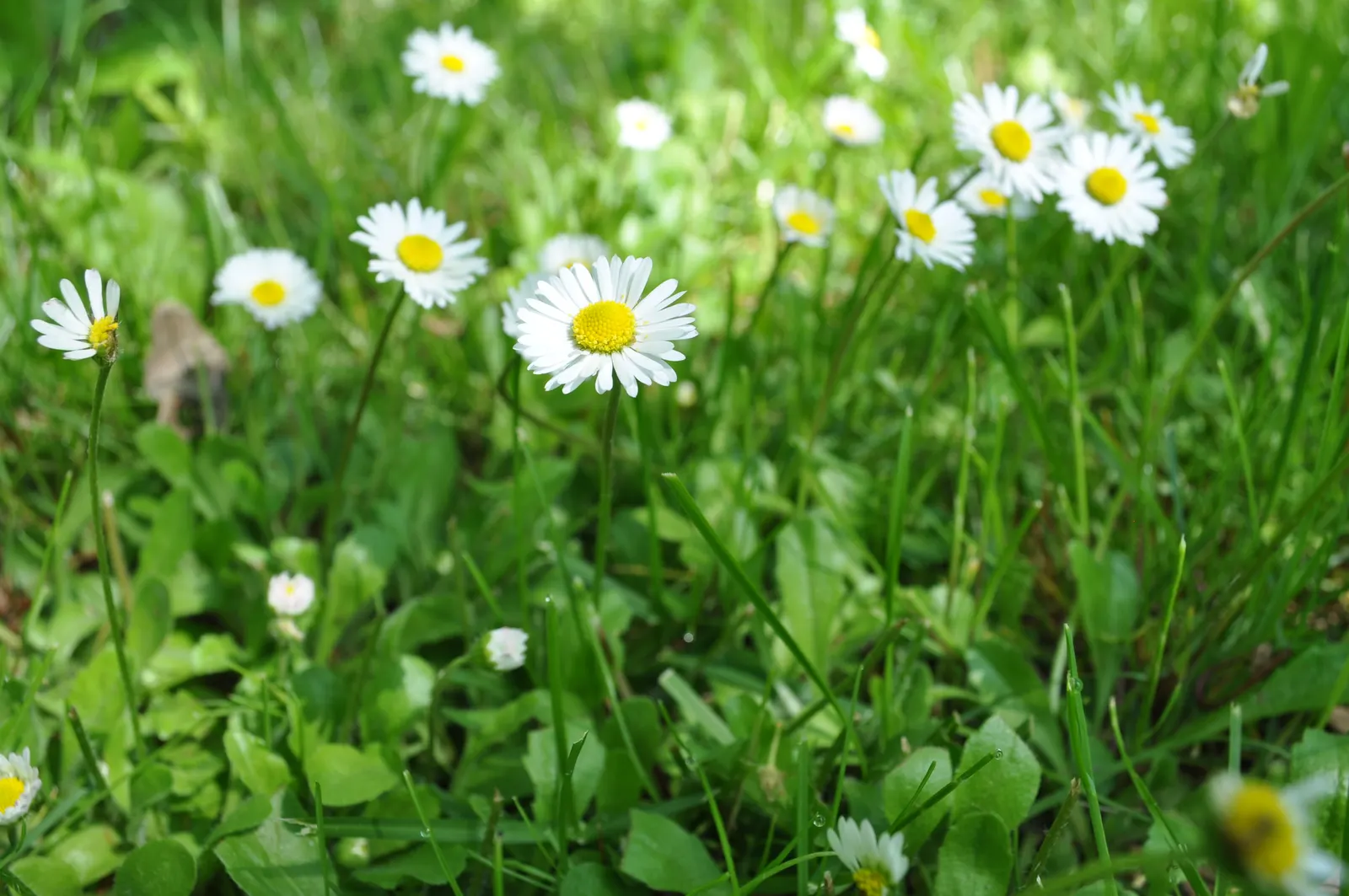 English Daisy (Bellis Perennis) — The foliage typically remains close to the ground at a height of 1-2 inches