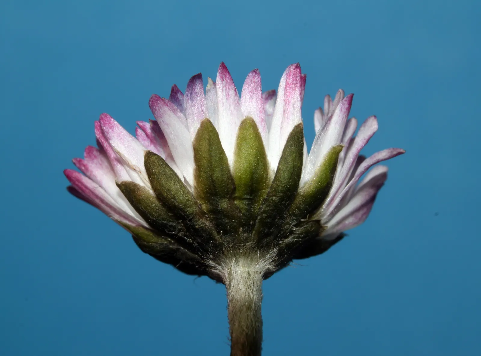 English Daisy (Bellis Perennis) — English Daisies thrive in temperate climates, flowering from early spring until the onset of summer