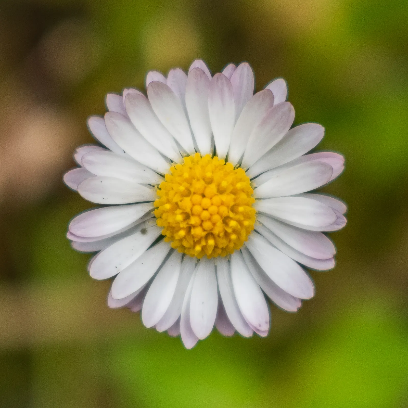 English Daisy (Bellis Perennis) — weather conditions permitting.<br><br>When incorporating this plant into a landscape design; they could, image 75
