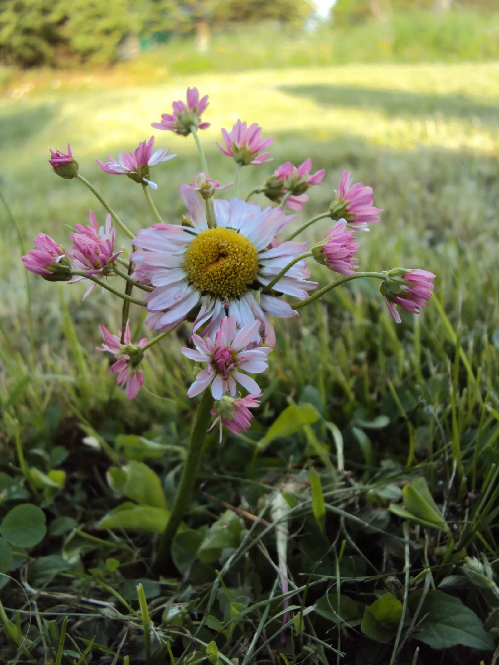 English Daisy (Bellis Perennis) — with flower stems extending upwards to 3-6 inches tall.<br><br>Flower heads are composed of white ray florets