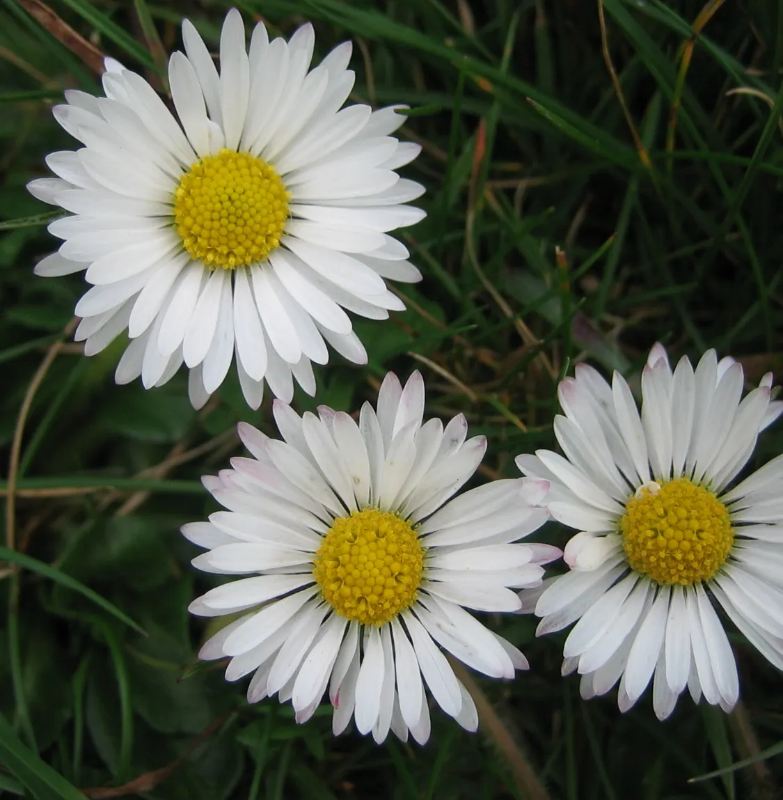 English Daisy (Bellis Perennis) — is a charming perennial ground cover that is native to western; they could potentially bloom all year round, image 67