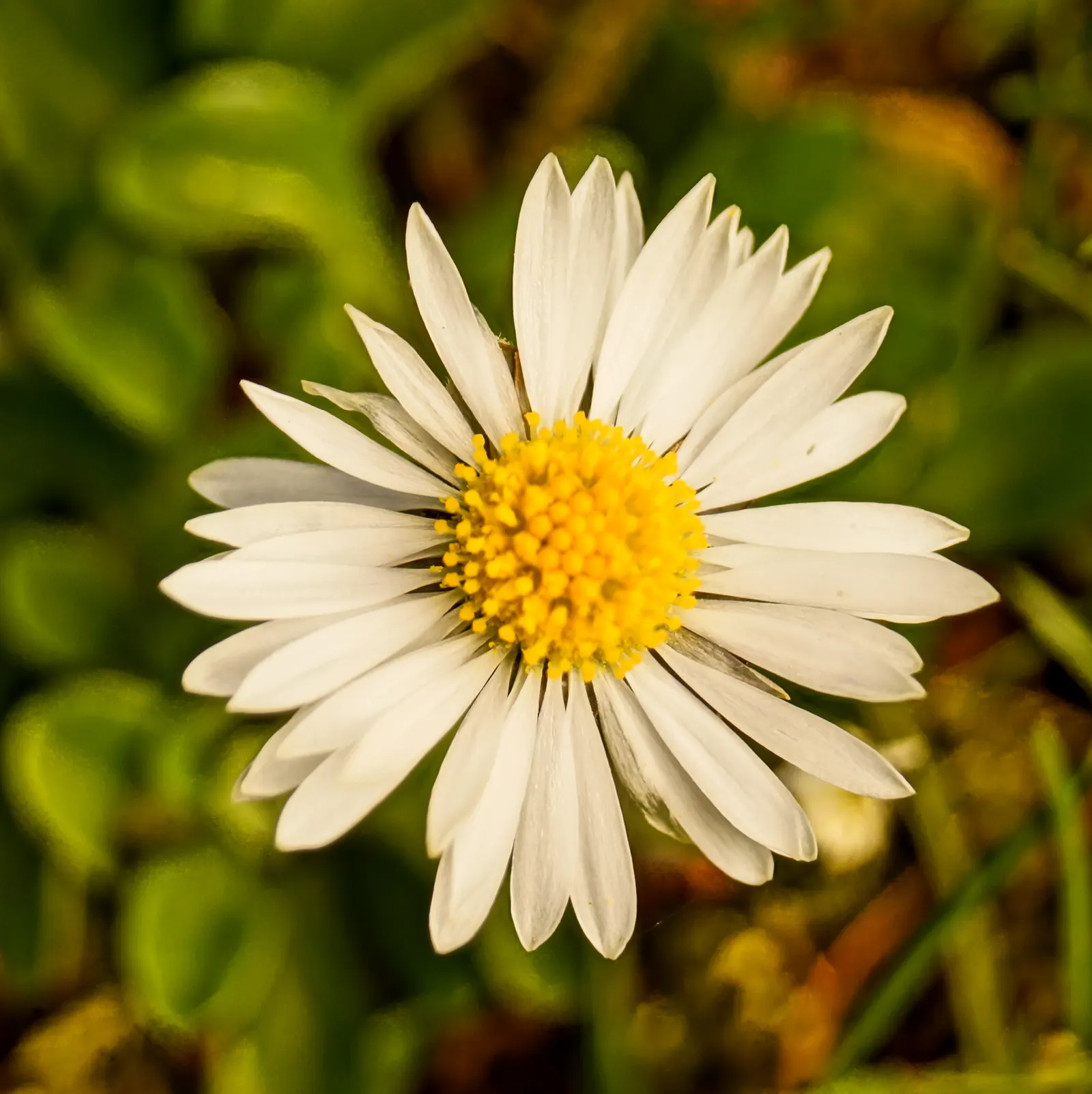 English Daisy (Bellis Perennis) — typically 1-2 inches in diameter; adding a lively dimension to the landscape for the client to enjoy, image 60