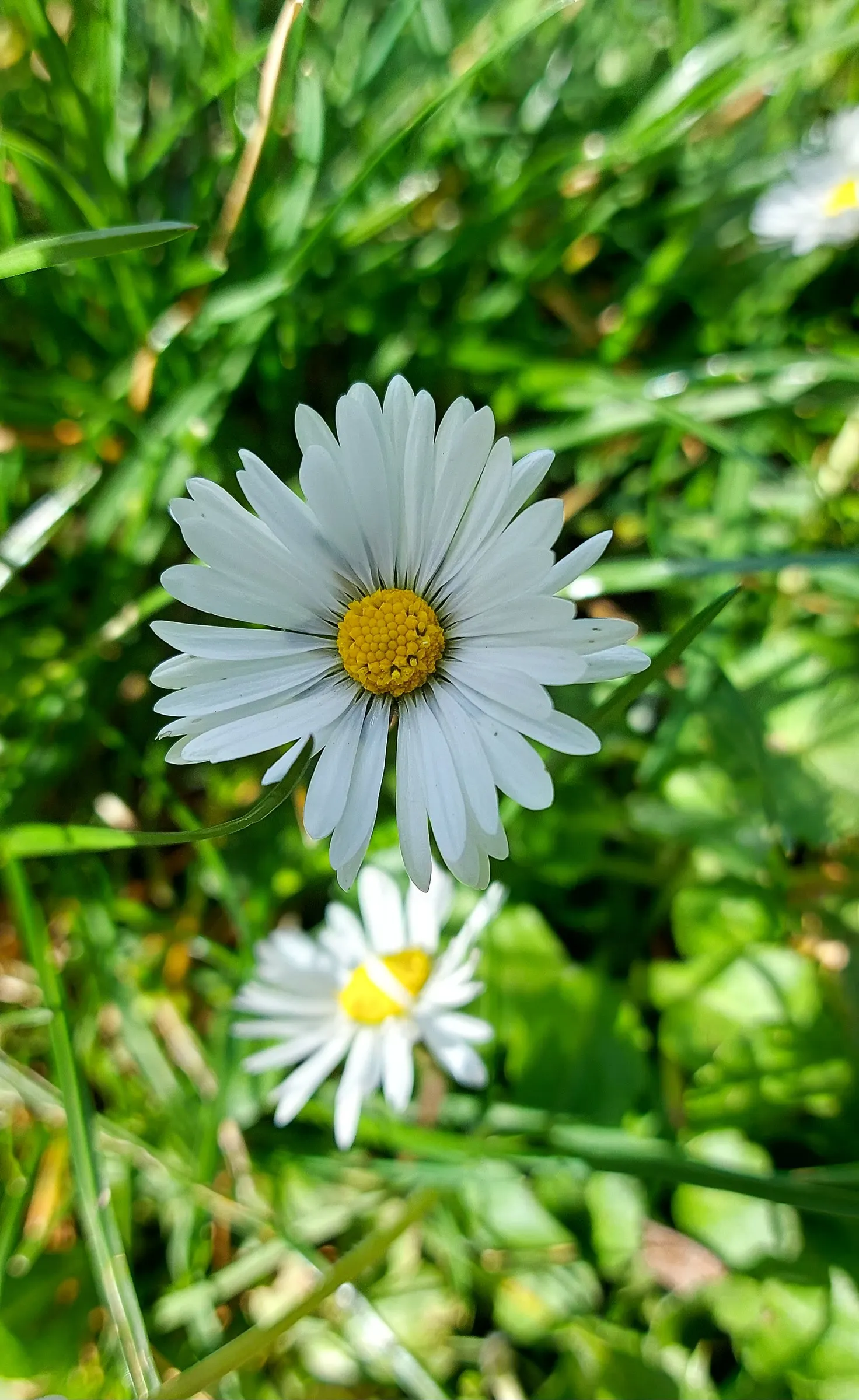 English Daisy (Bellis Perennis) — it is imperative to consider its preference for cool; adding a lively dimension to the landscape for the client, image 76