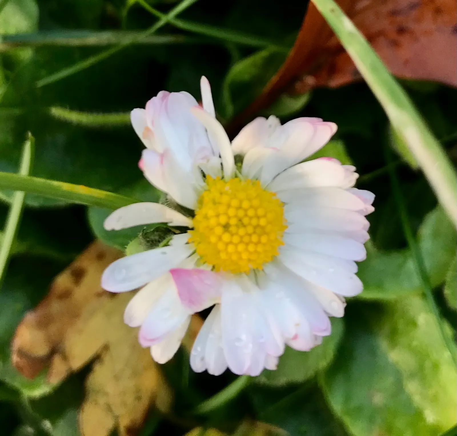 English Daisy (Bellis Perennis) — Suited for USDA zones 4-8; is a charming perennial ground cover that is native to western, image 90