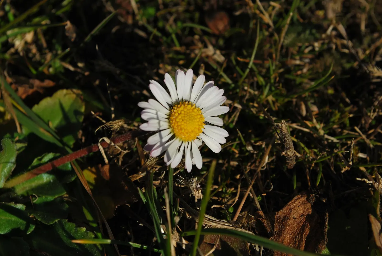 English Daisy (Bellis Perennis) — they could potentially bloom all year round