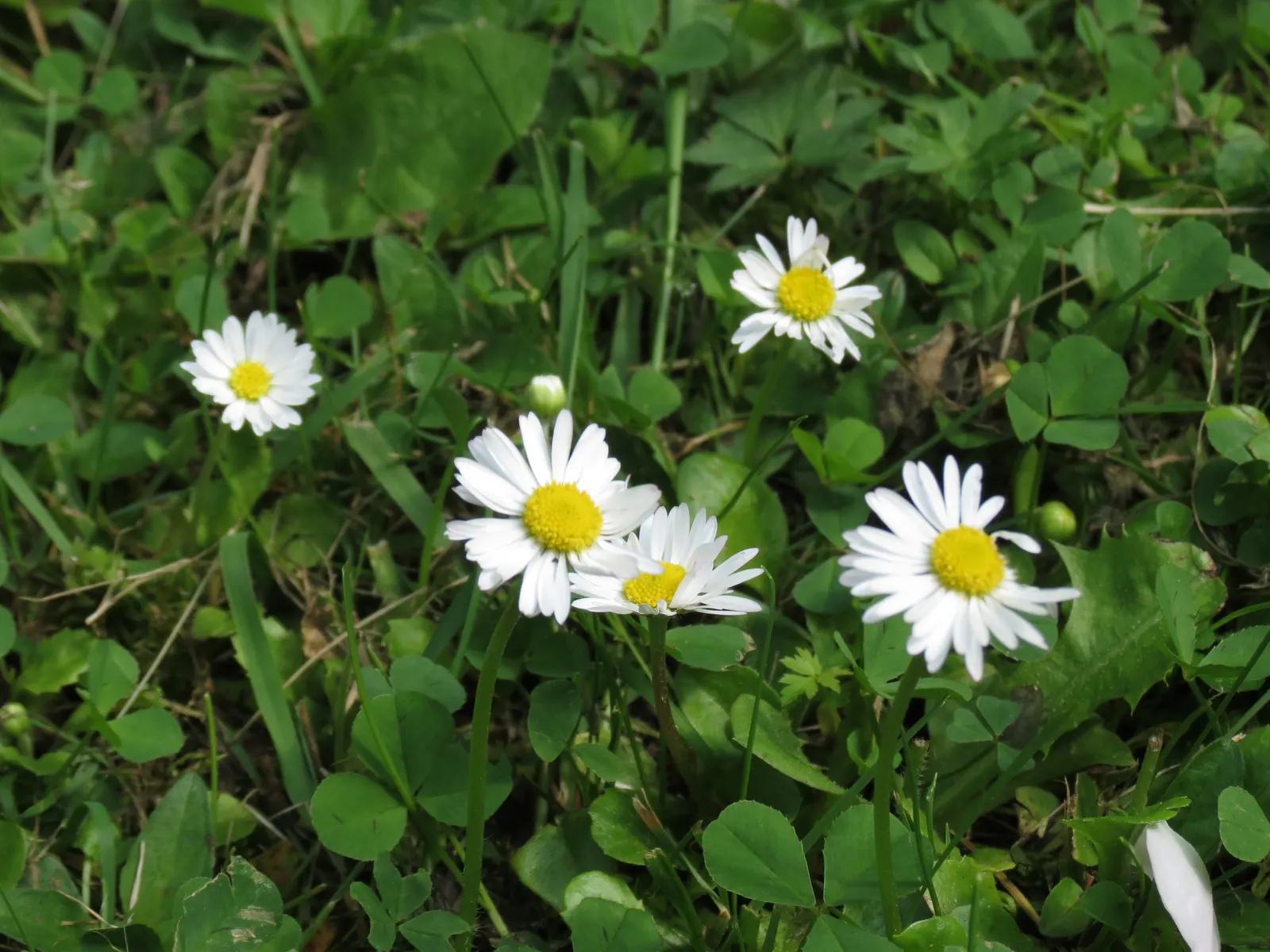 English Daisy (Bellis Perennis) — it is imperative to consider its preference for cool