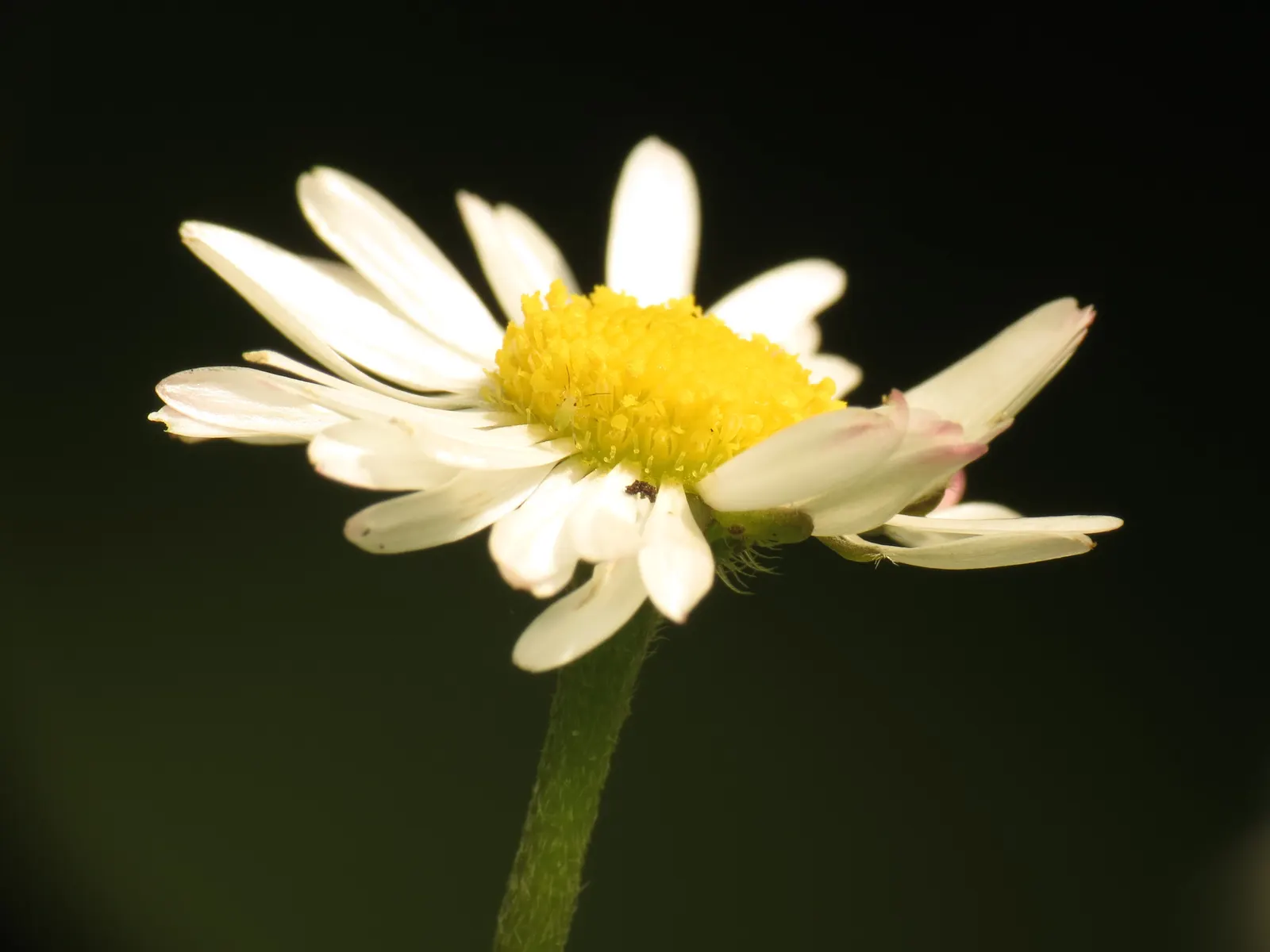 English Daisy (Bellis Perennis) — Suited for USDA zones 4-8; is a charming perennial ground cover that is native to western
