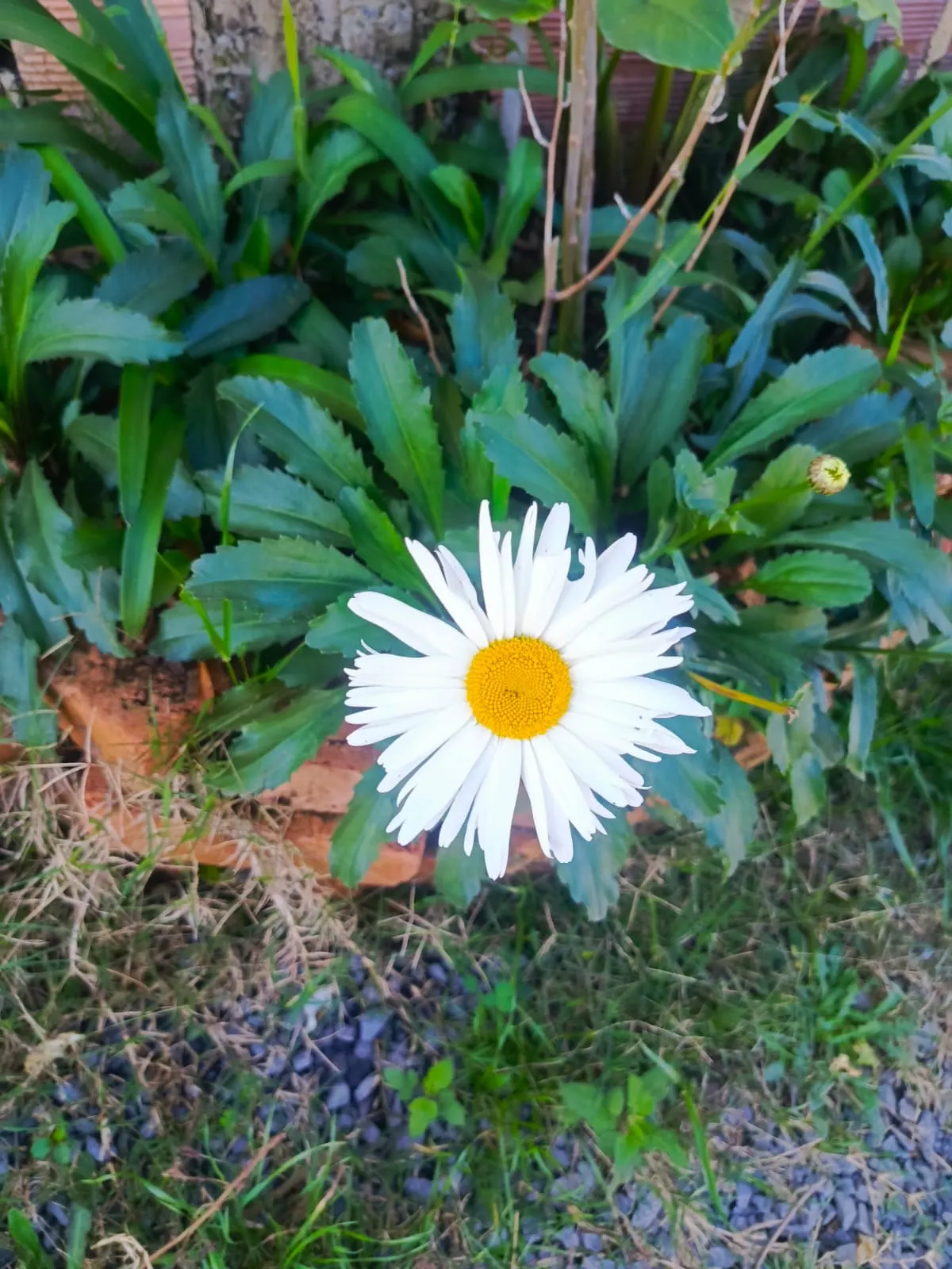 English Daisy (Bellis Perennis) — it thrives in full sun to partial shade; they could potentially bloom all year round, image 91