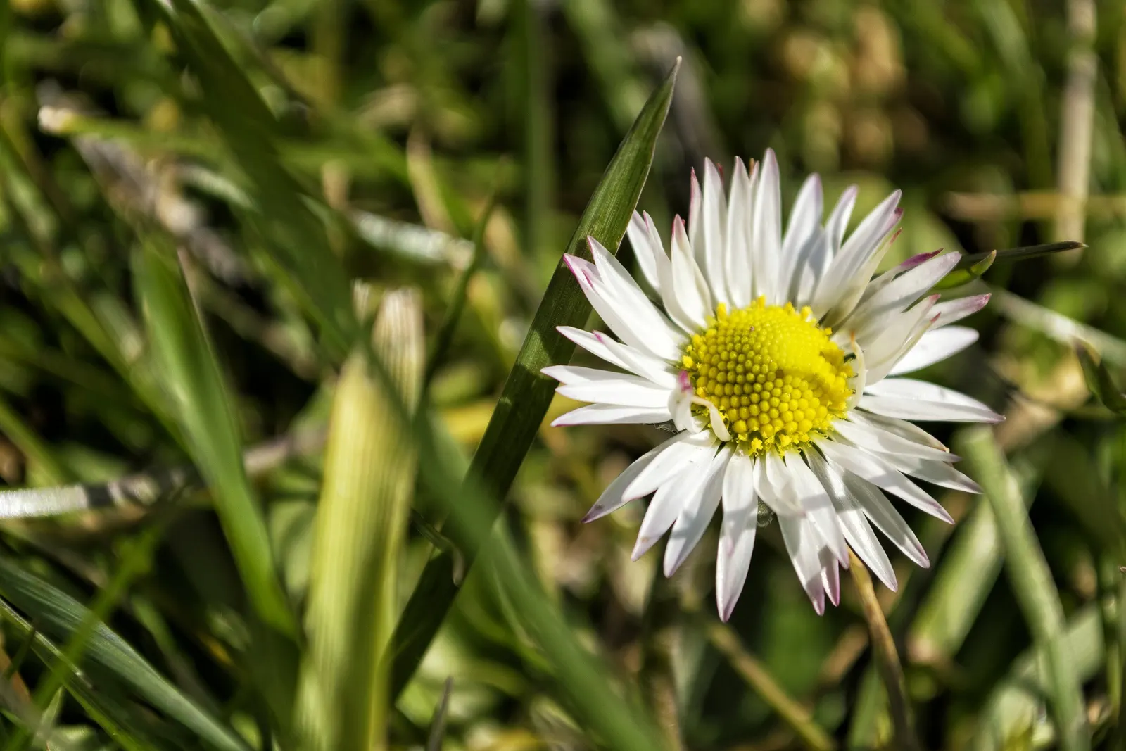 English Daisy (Bellis Perennis) — is a charming perennial with dense tufts of spoon-shaped leaves; is a charming perennial ground cover that is, image 86