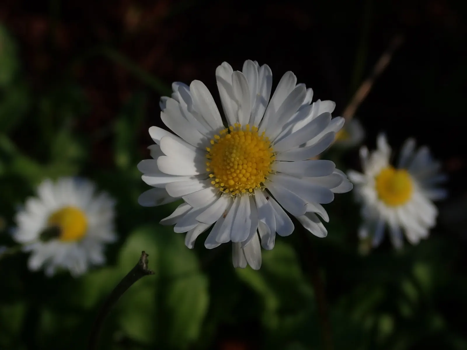 English Daisy (Bellis Perennis) — they could potentially bloom all year round; is a charming perennial ground cover that is native to western