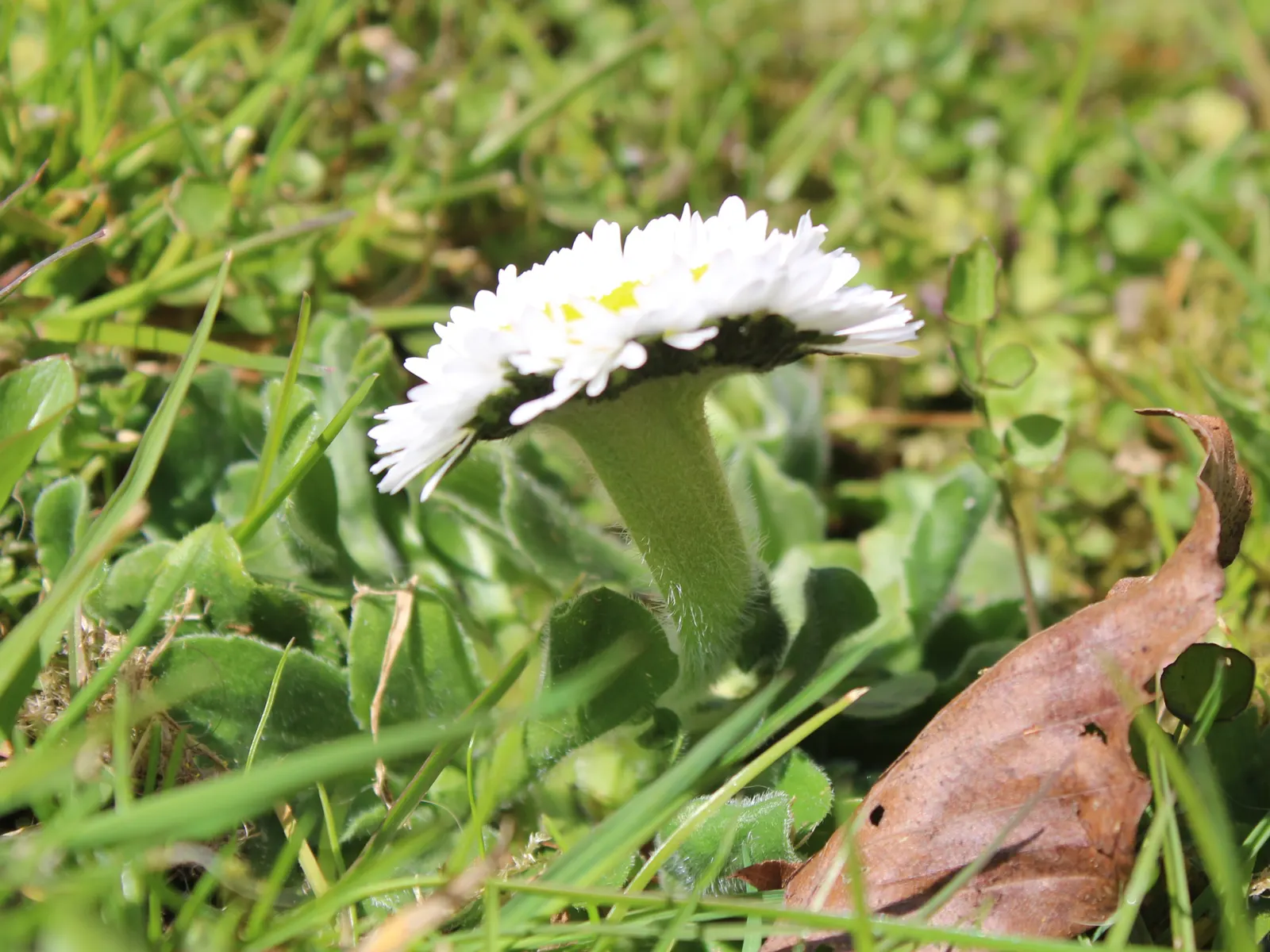 English Daisy (Bellis Perennis) — white flowers in the garden; is a charming perennial ground cover that is native to western