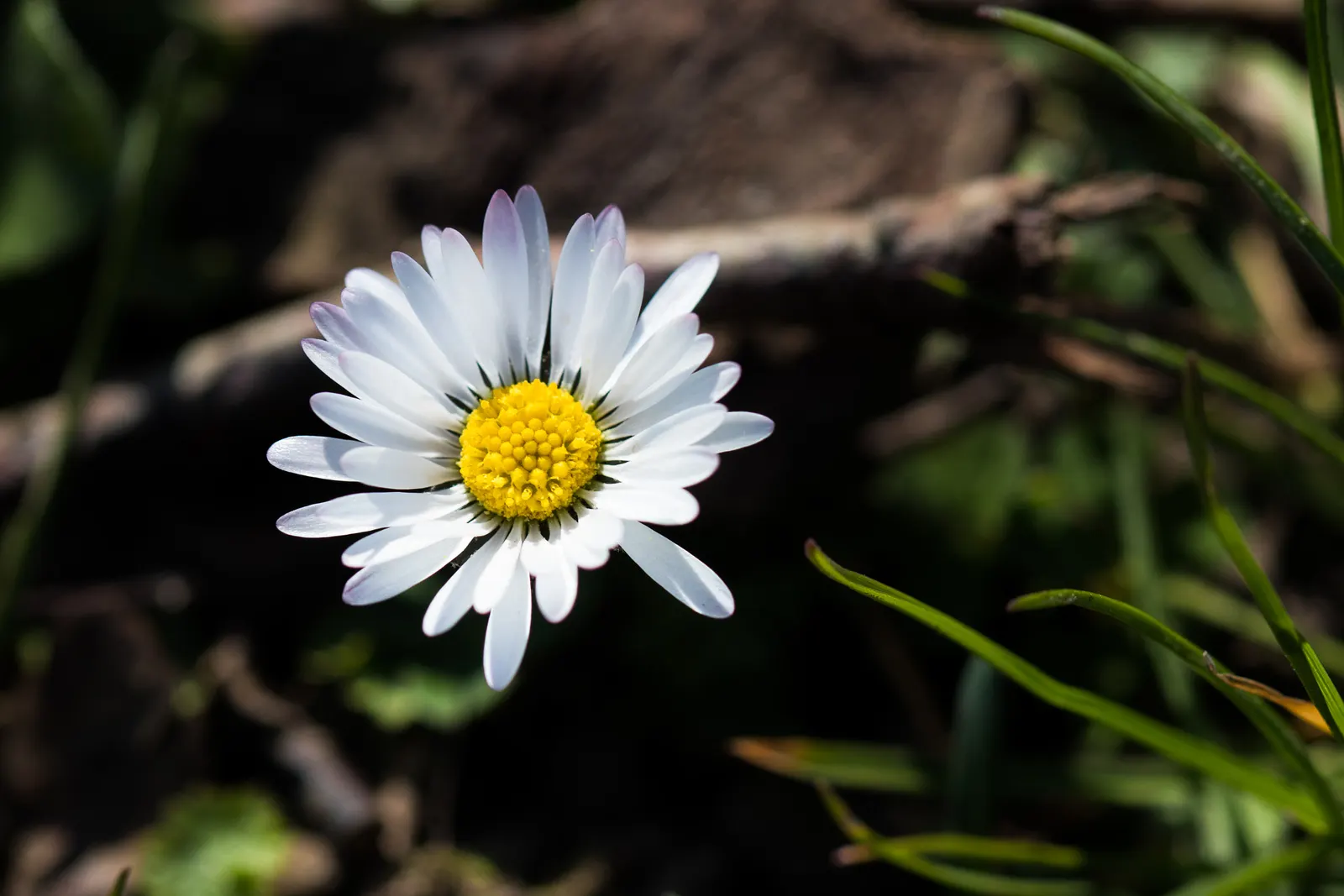 English Daisy (Bellis Perennis) — providing under-planting for spring bulbs; is a charming perennial ground cover that is native to western